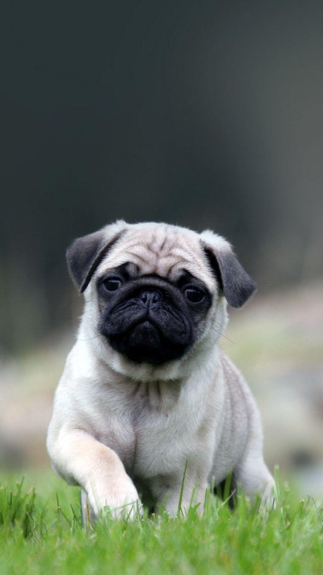 1080x1920 Pug Puppy Wallpaper iPhone .