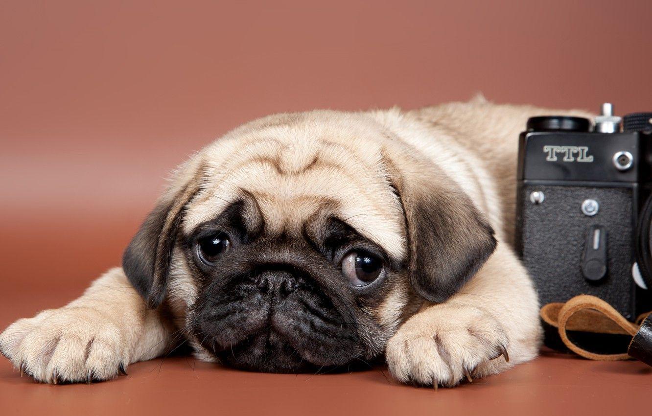 1332x850 Wallpaper look, the camera, pug, puppy .