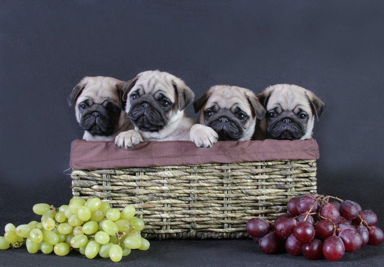 1225x852 Funny Pug Dog Wallpaper .line.