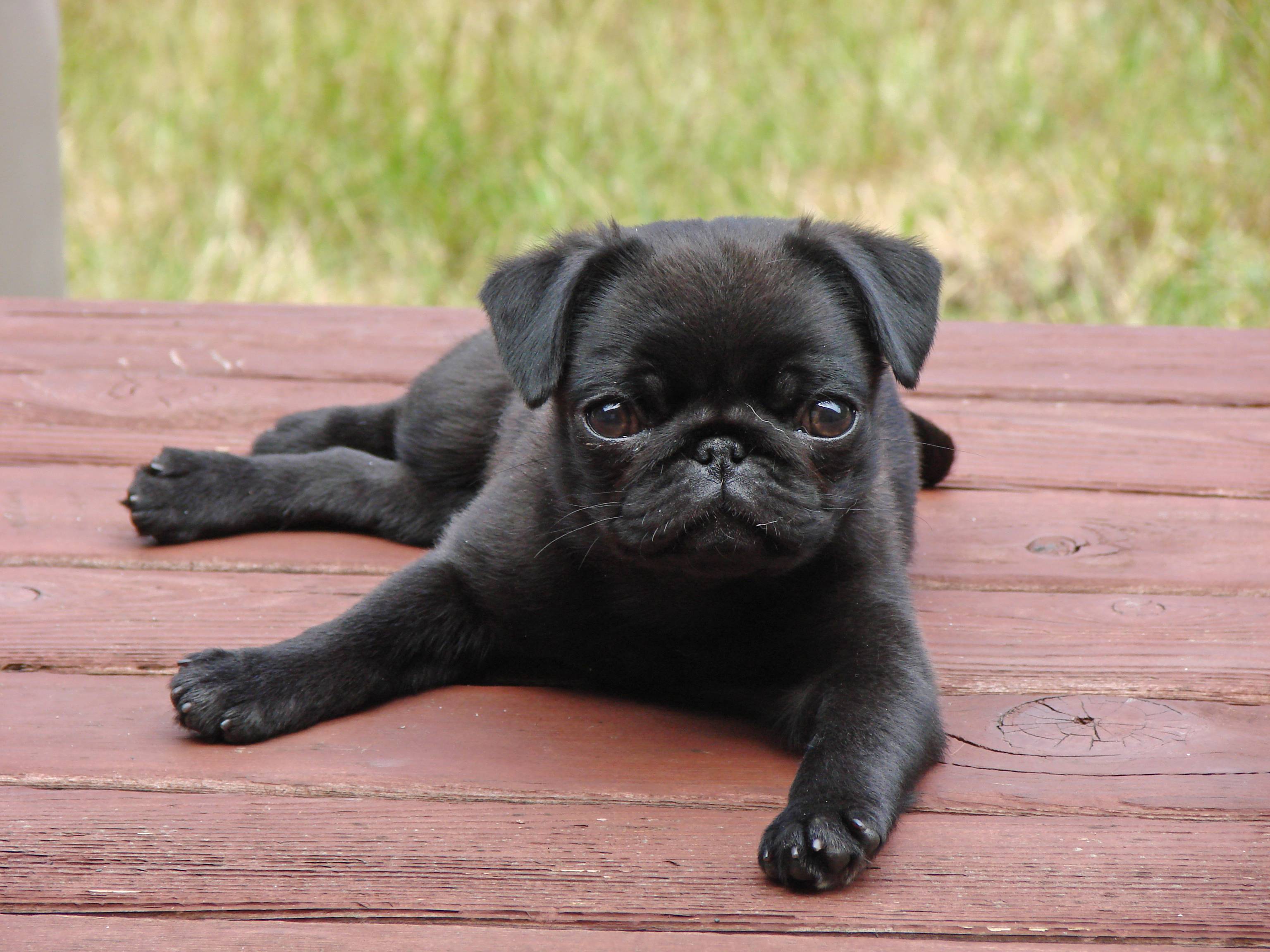 3072x2304 Pug Puppy
