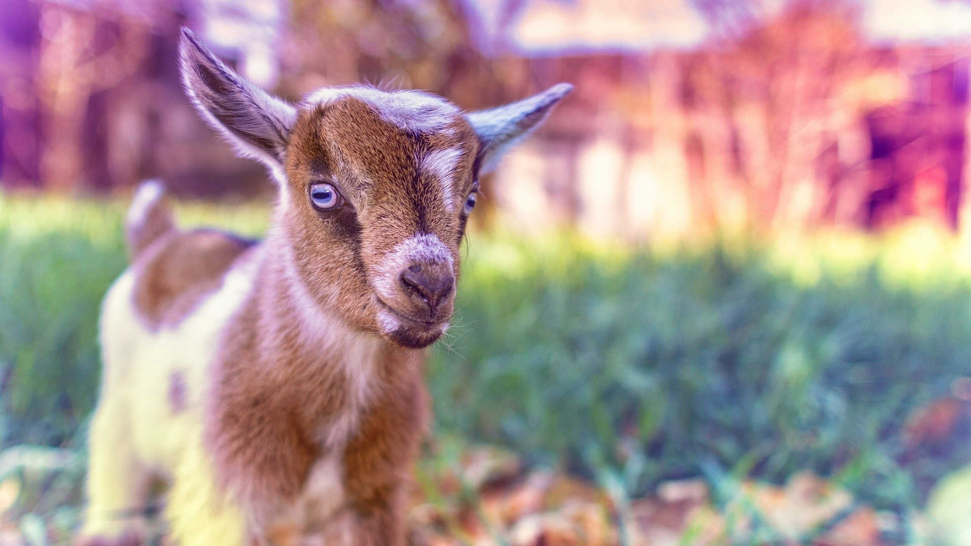 1920x1080 Funny Goat Wallpaper Quotes.