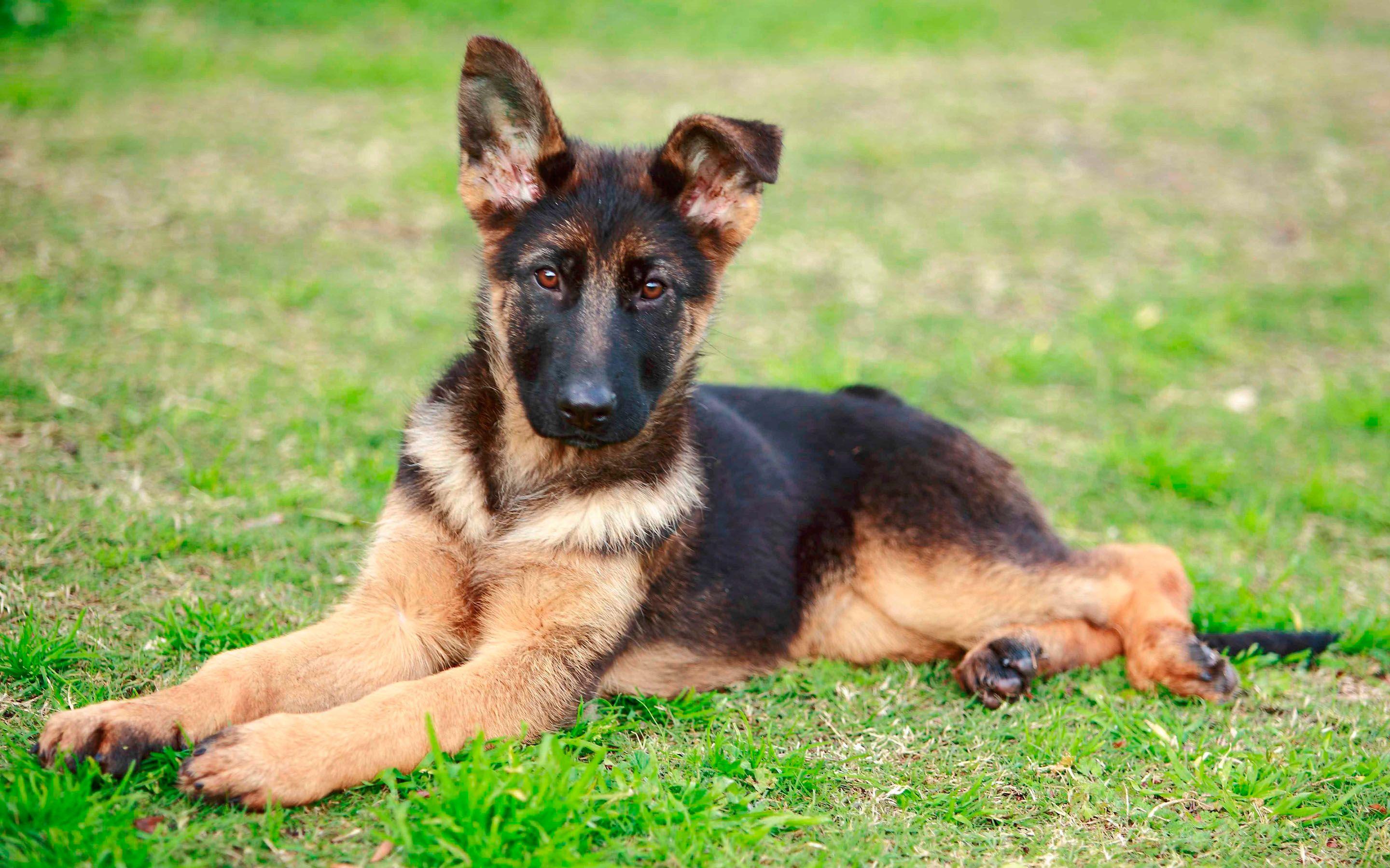 2880x1800 German Shepherd Full HD Wallpaper and Background Imagex1800