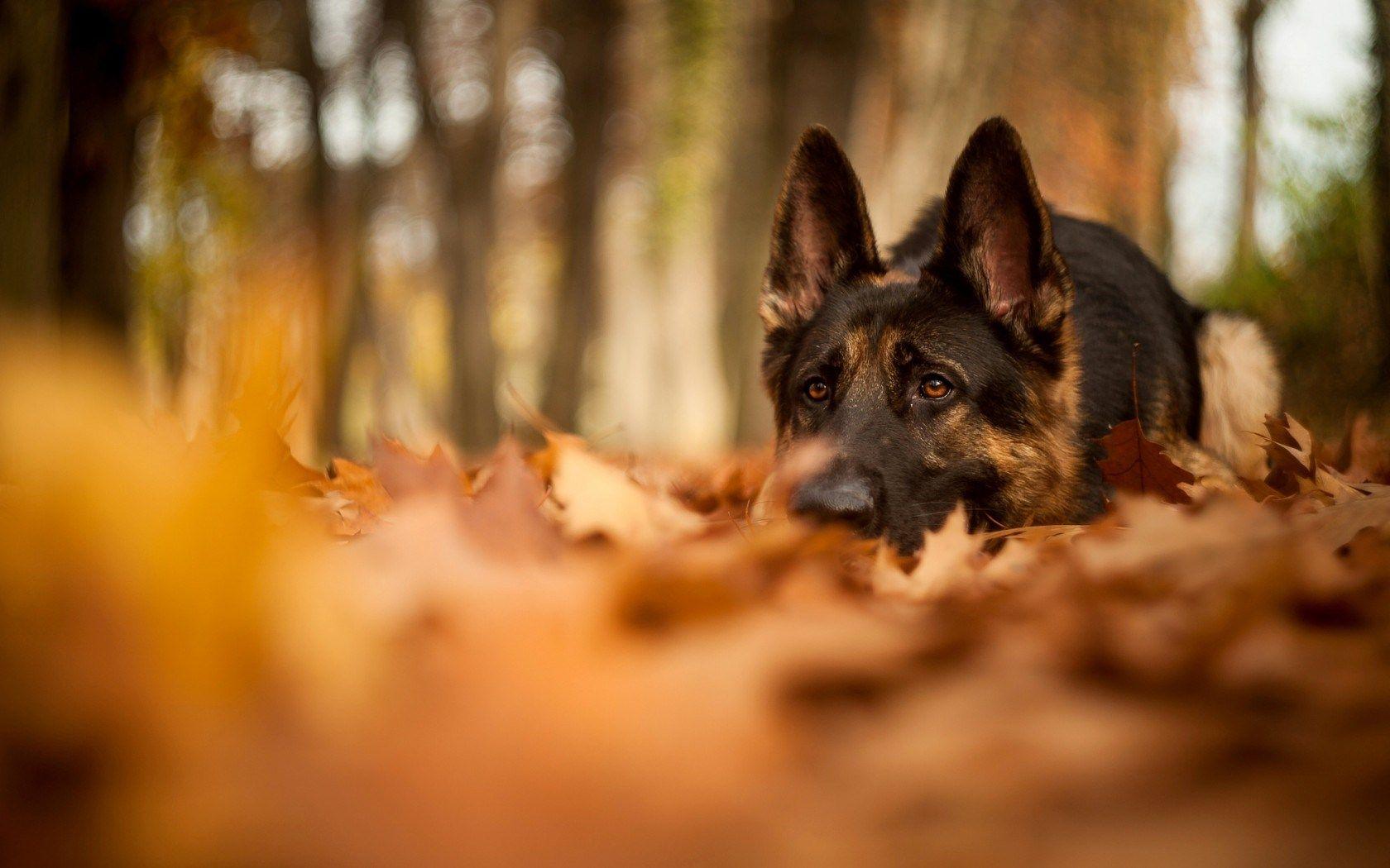 1680x1050 German Shepherd Wallpaper Pack 66: German Shepherd Wallpaper, 46