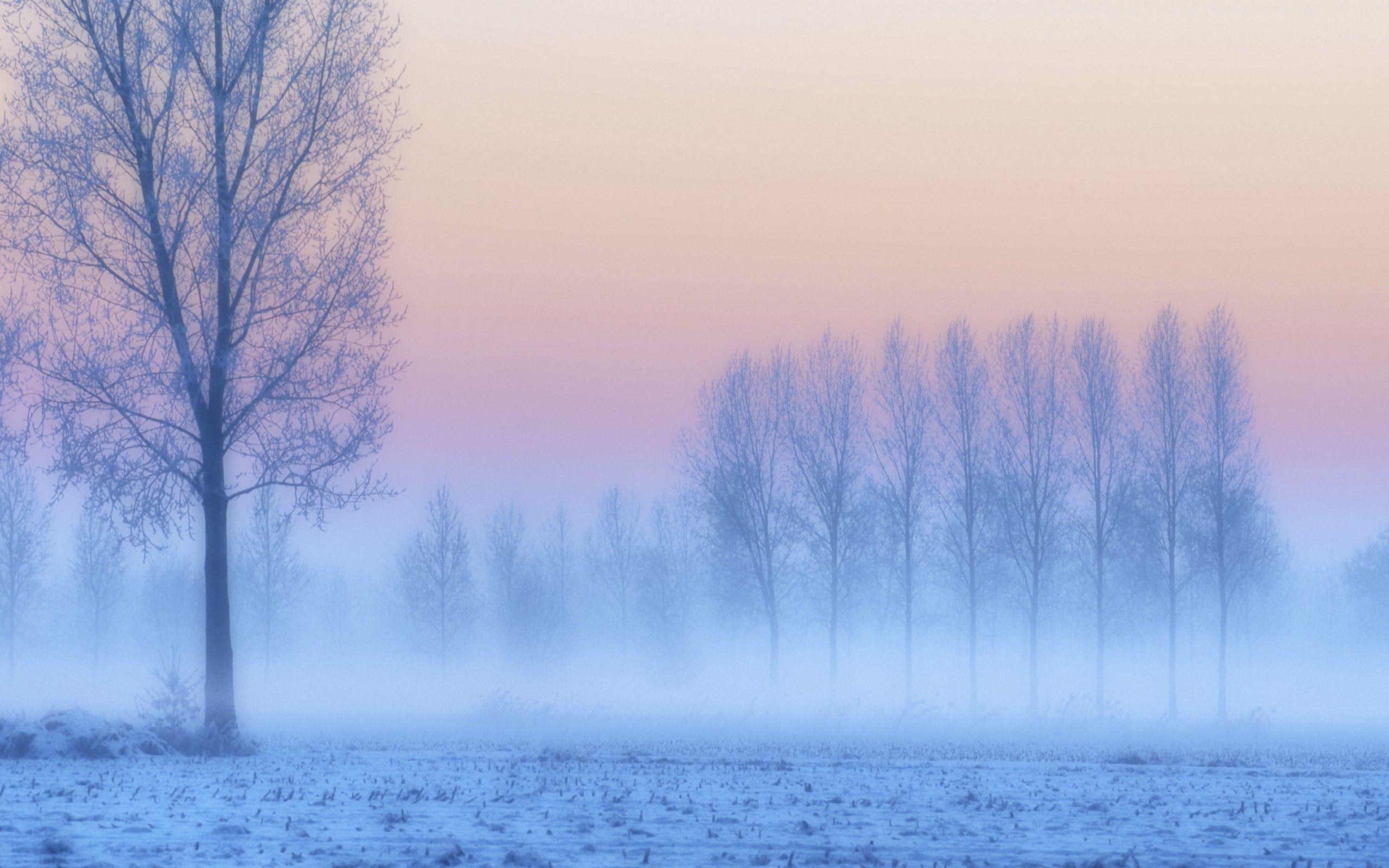2560x1600 Download wallpaper winter, snow, frost .com