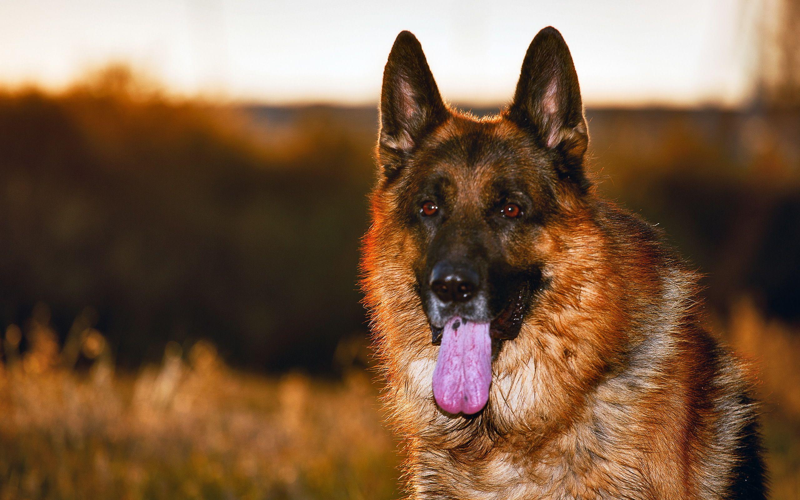 2560x1600 german shepherd dog. German