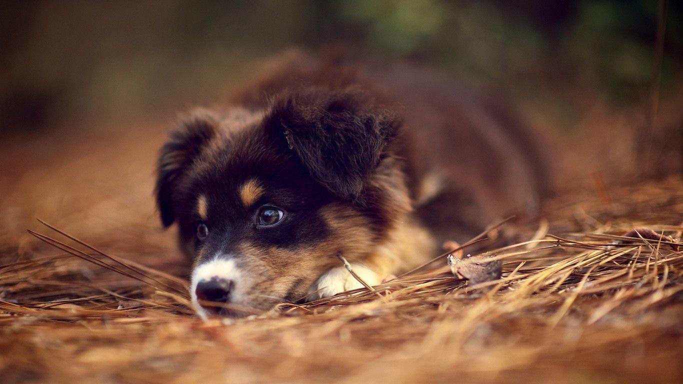 1366x768 German Shepherd Wallpaper and Background Image