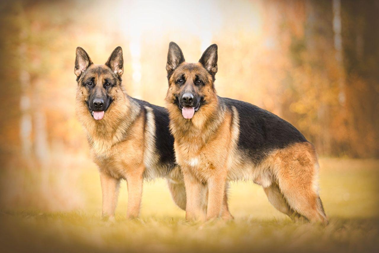 1280x853 Wallpaper German Shepherd Dogs 2 Animals