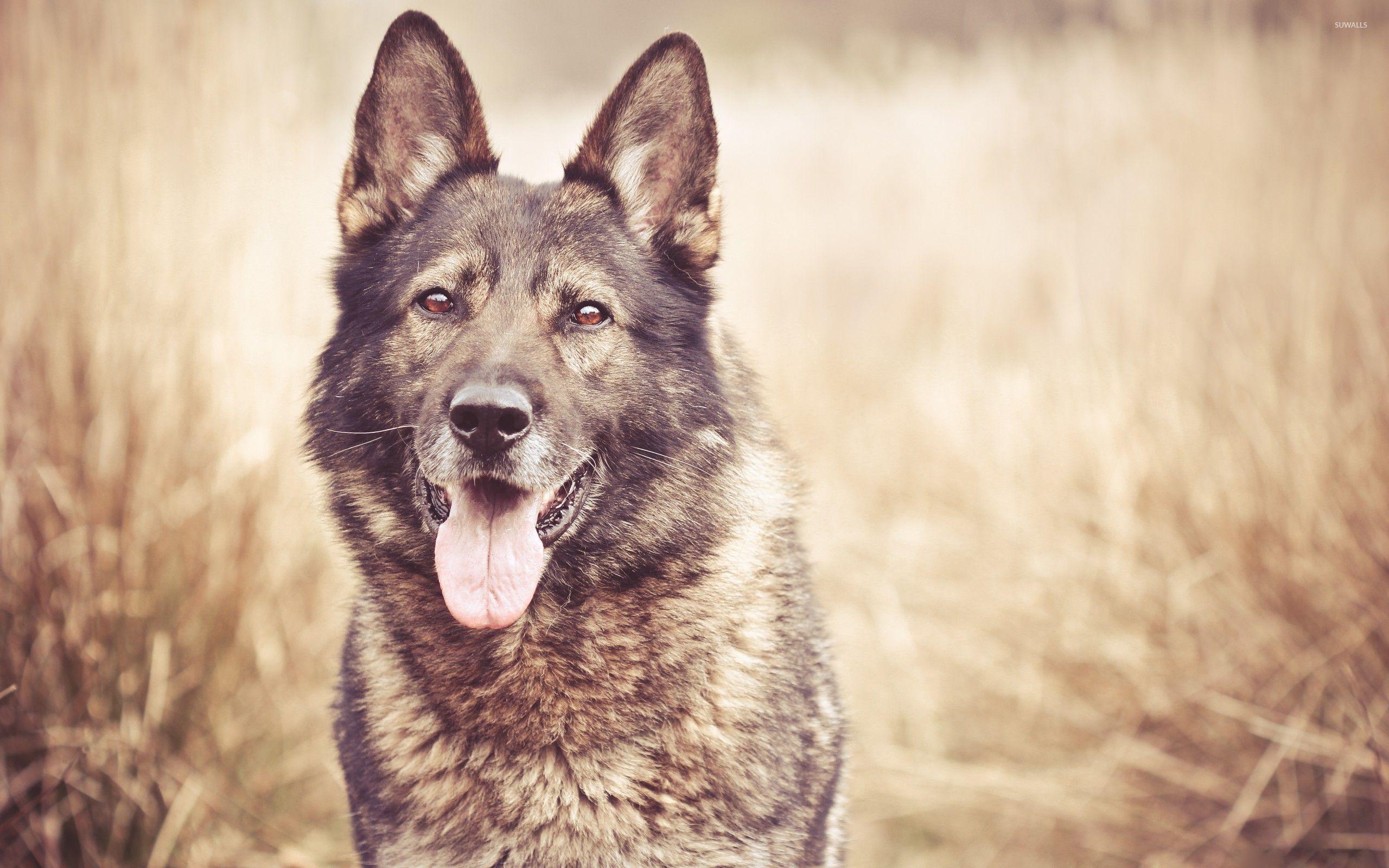 2560x1600 German Shepherd Wallpaper