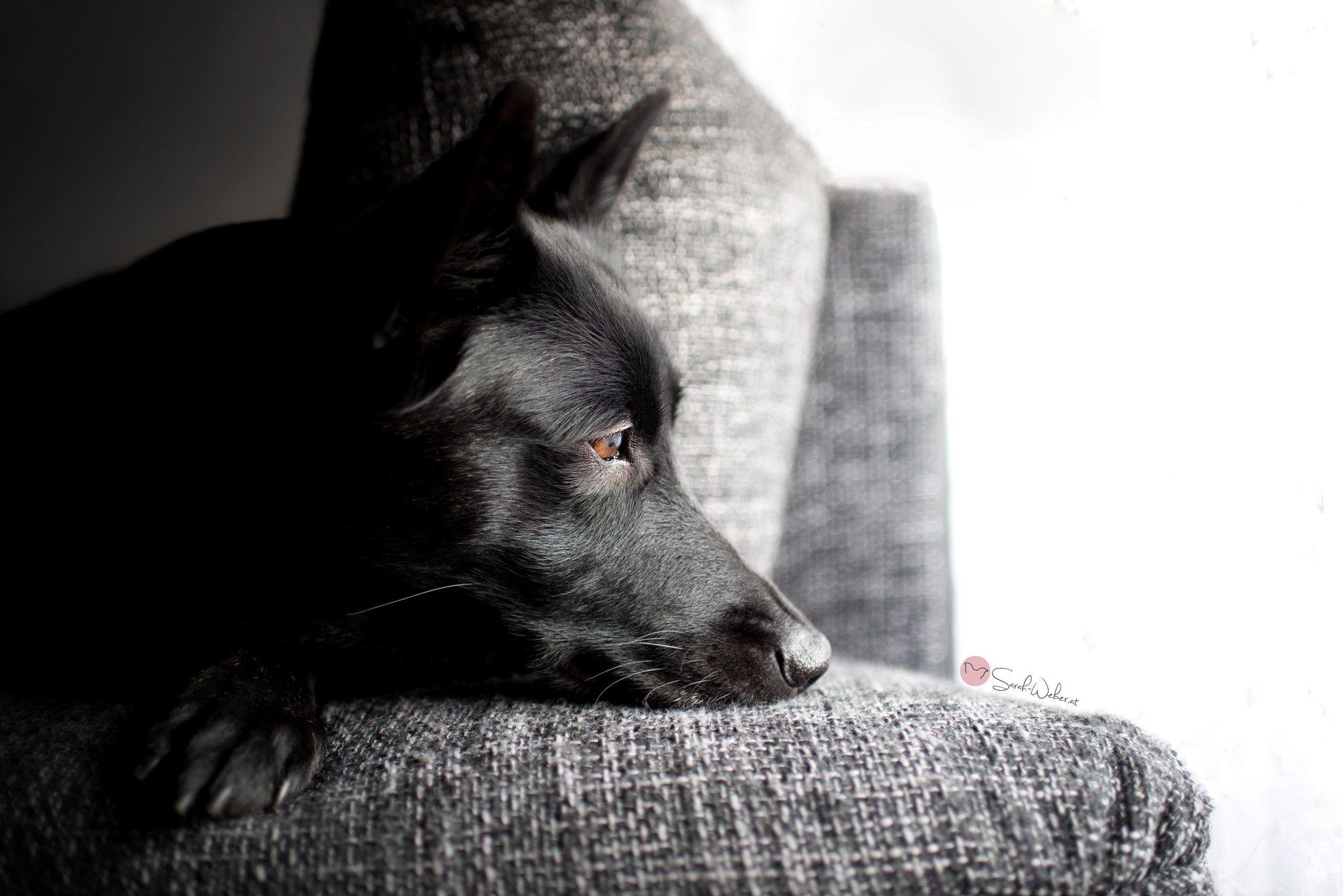 2048x1367 HQ Definition Wallpaper Desktop german shepherd