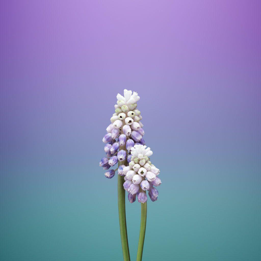 1024x1024 Download iOS 11 Wallpaper Right Now .