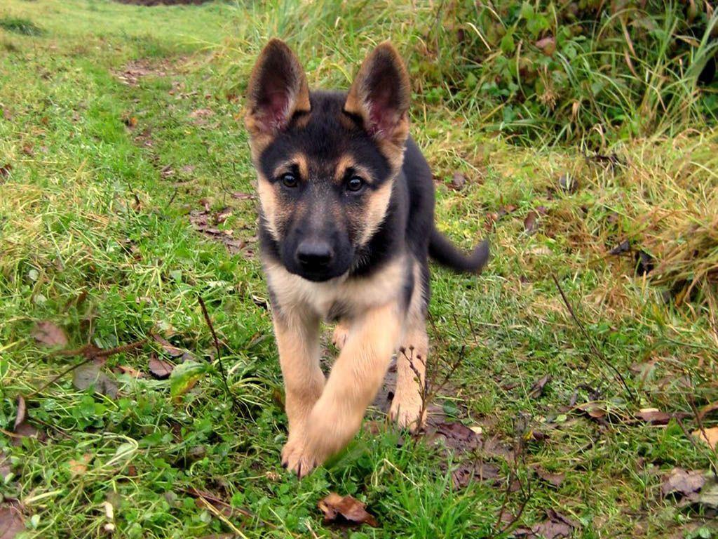 1024x768 German Shepherd Puppy Hd Wallpaper Best Desktop Background
