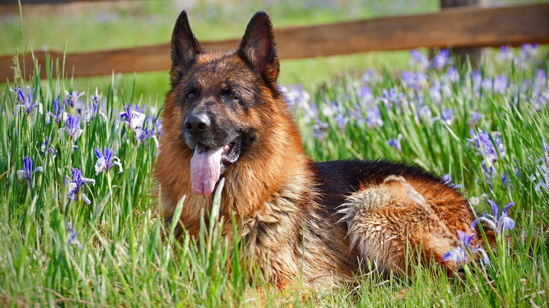 1920x1080 German Tag wallpaper: Flowers Shepherd German Dog Background Photo