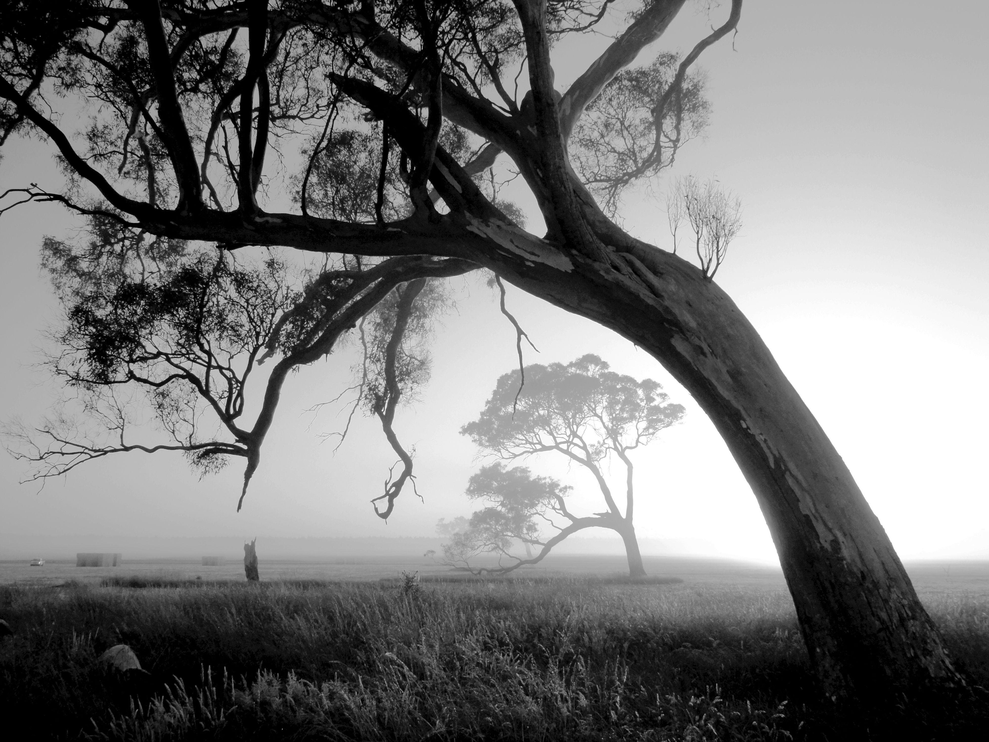 4000x3000 Nature Black And White Photography .