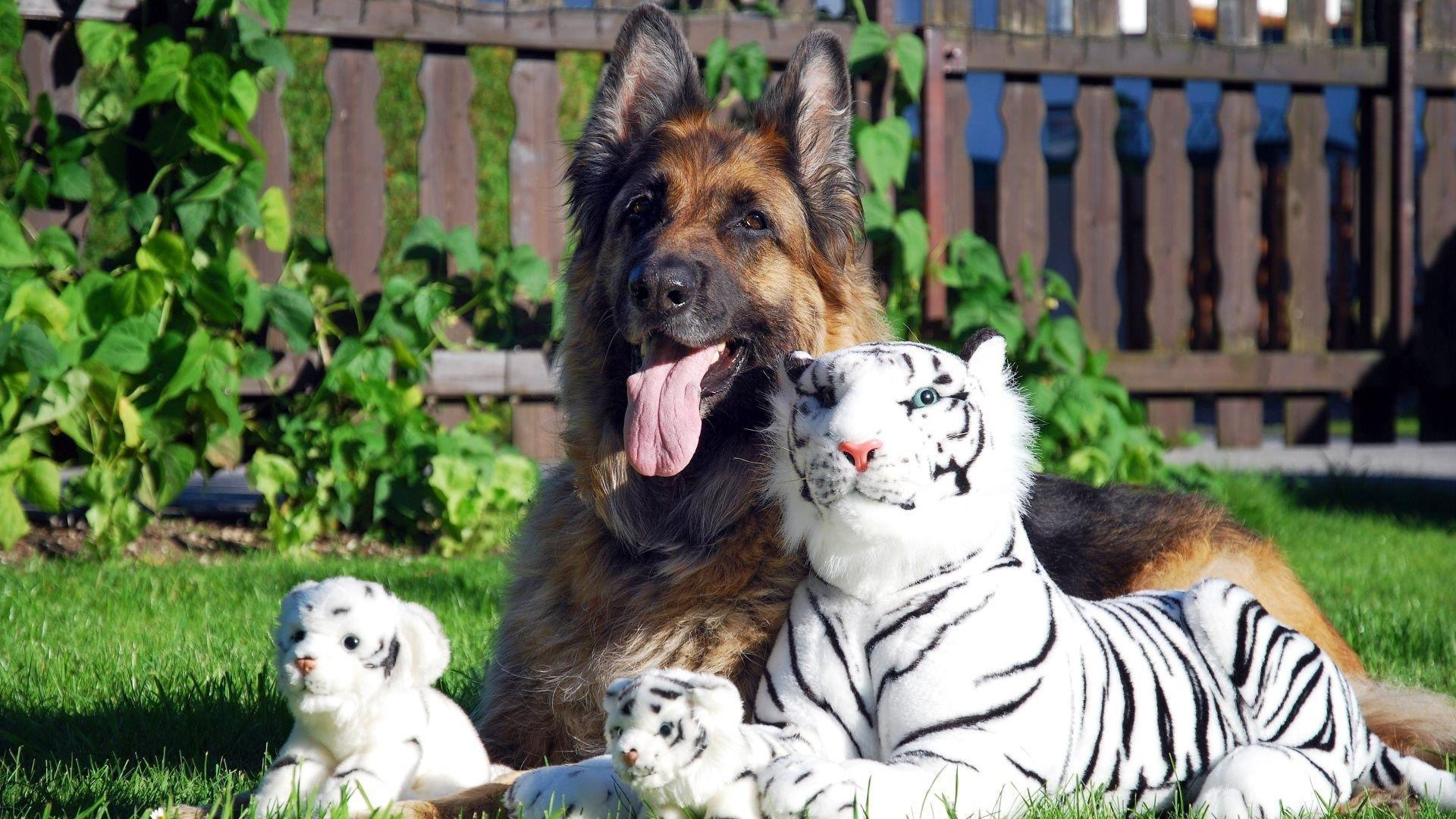 1920x1080 german shepherd windows wallpaper