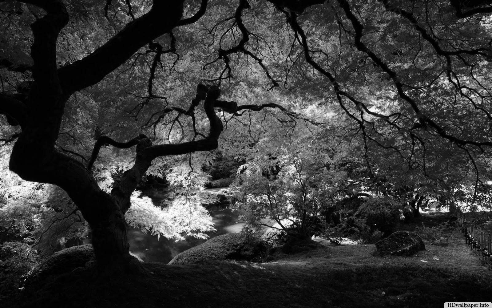 1600x1000 Zendha: Black And White Wallpaper Naturezendha.
