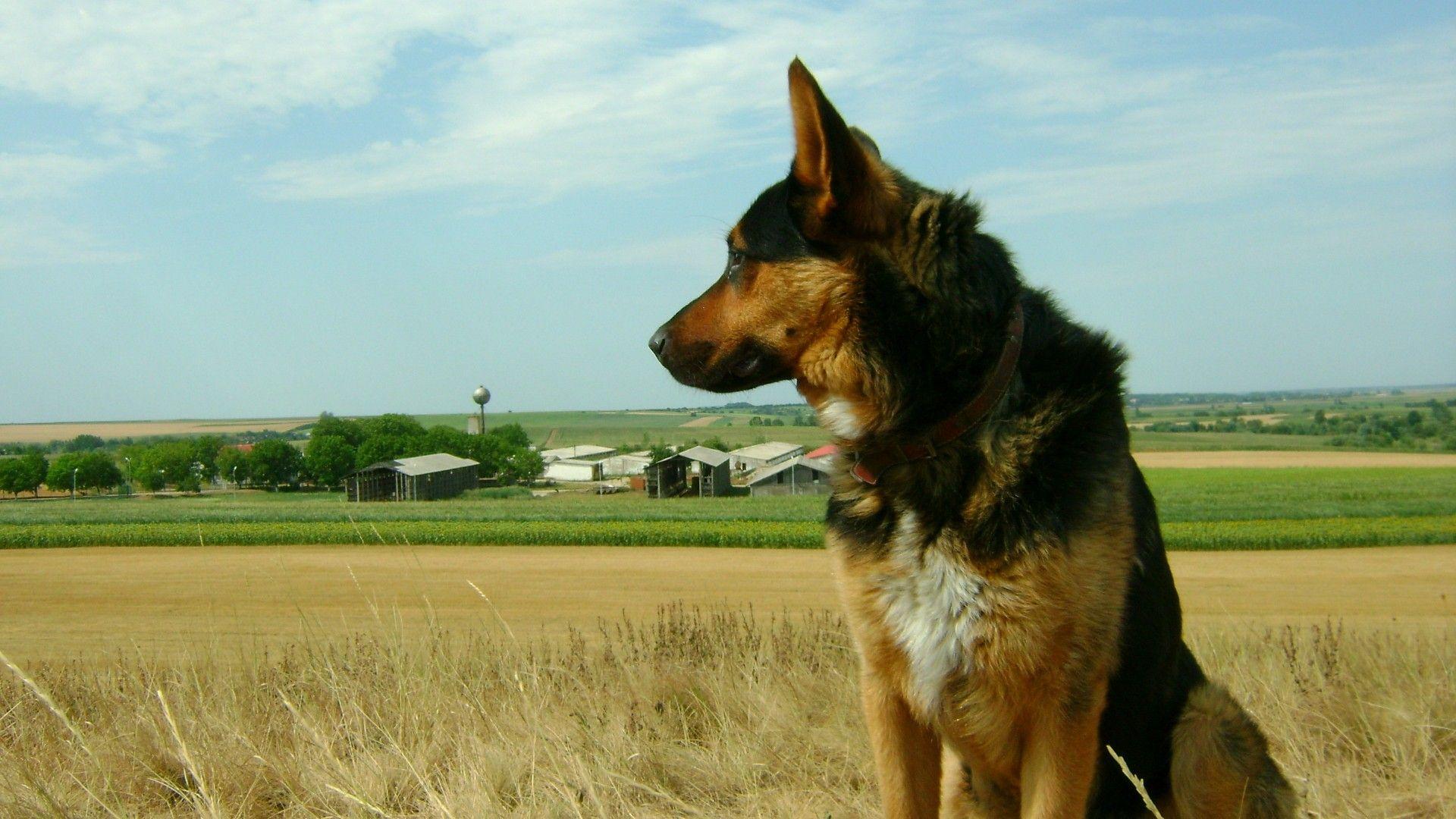 1920x1080 german shepherd Desktop Wallpaperk HD