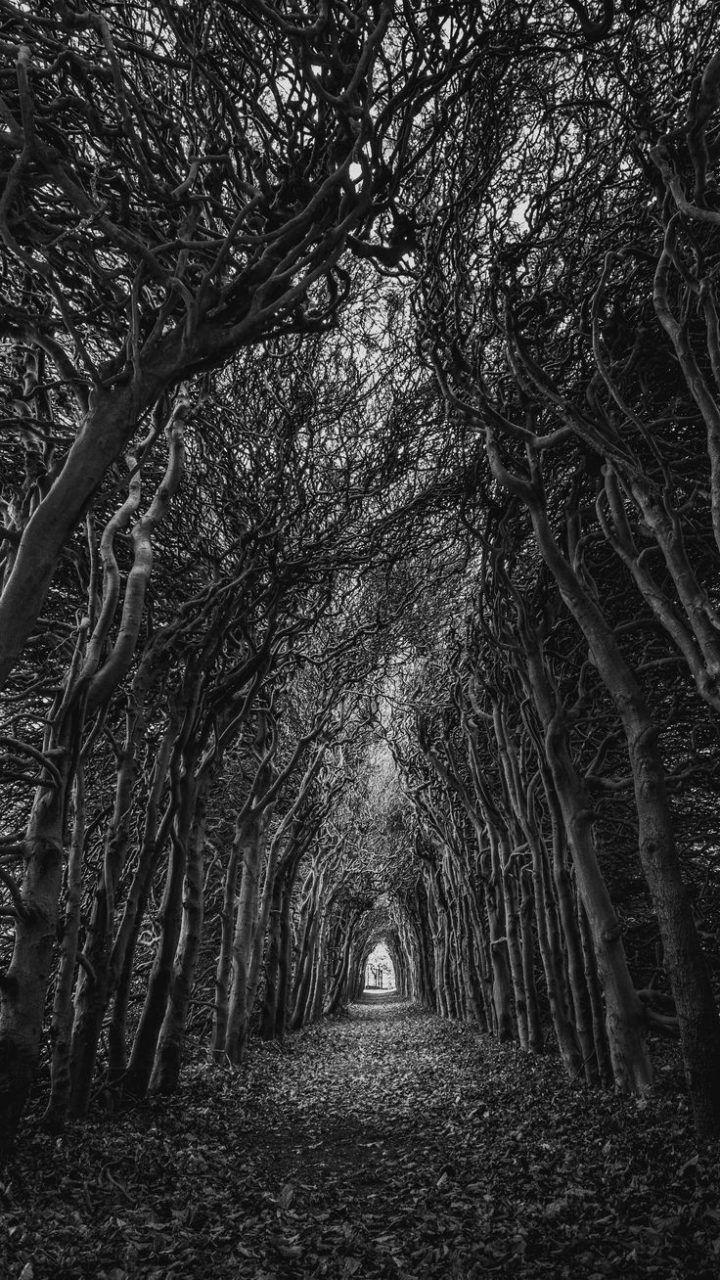 720x1280 Android Wallpaper - #Nature trees .