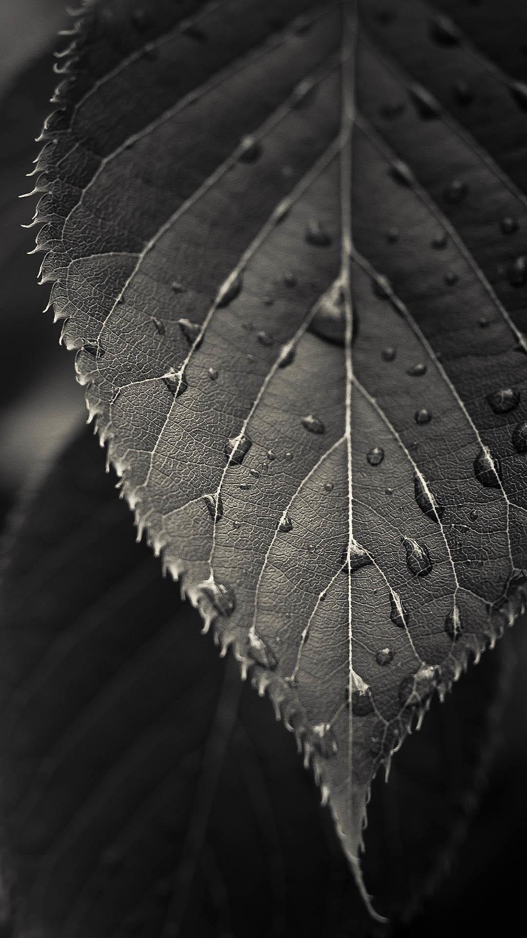 1080x1920 Nature, iPhone, , Plus, Wallpaper .