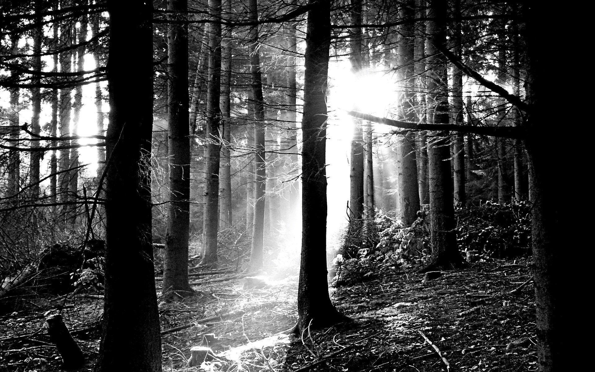 1920x1200 Black Nature