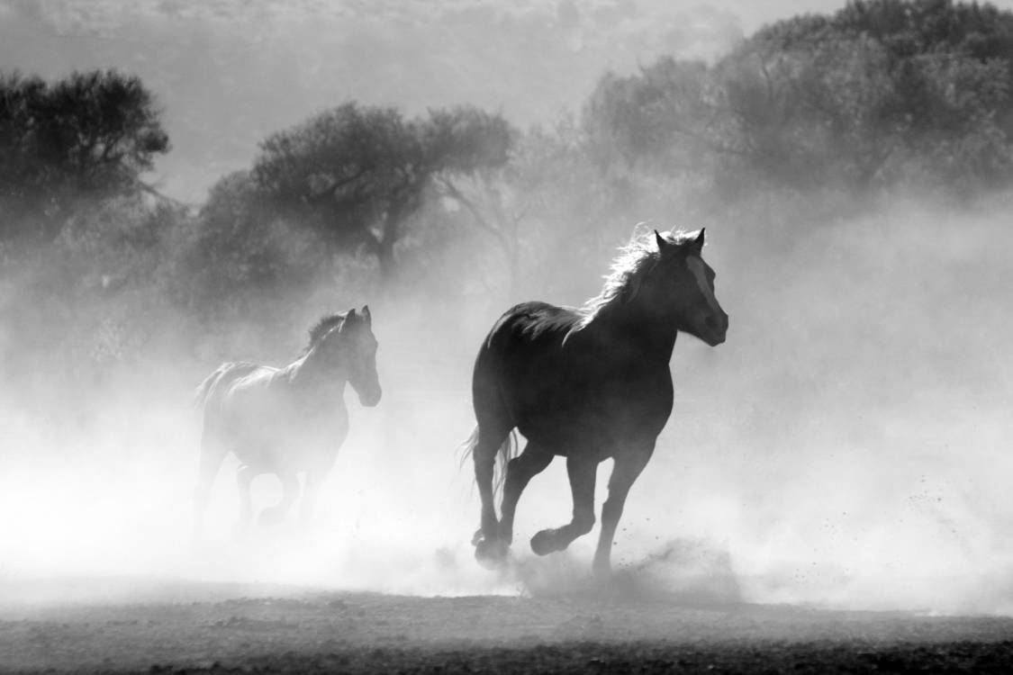 1125x750 Wild Horse, Atmosphere, White, Black .itl.cat