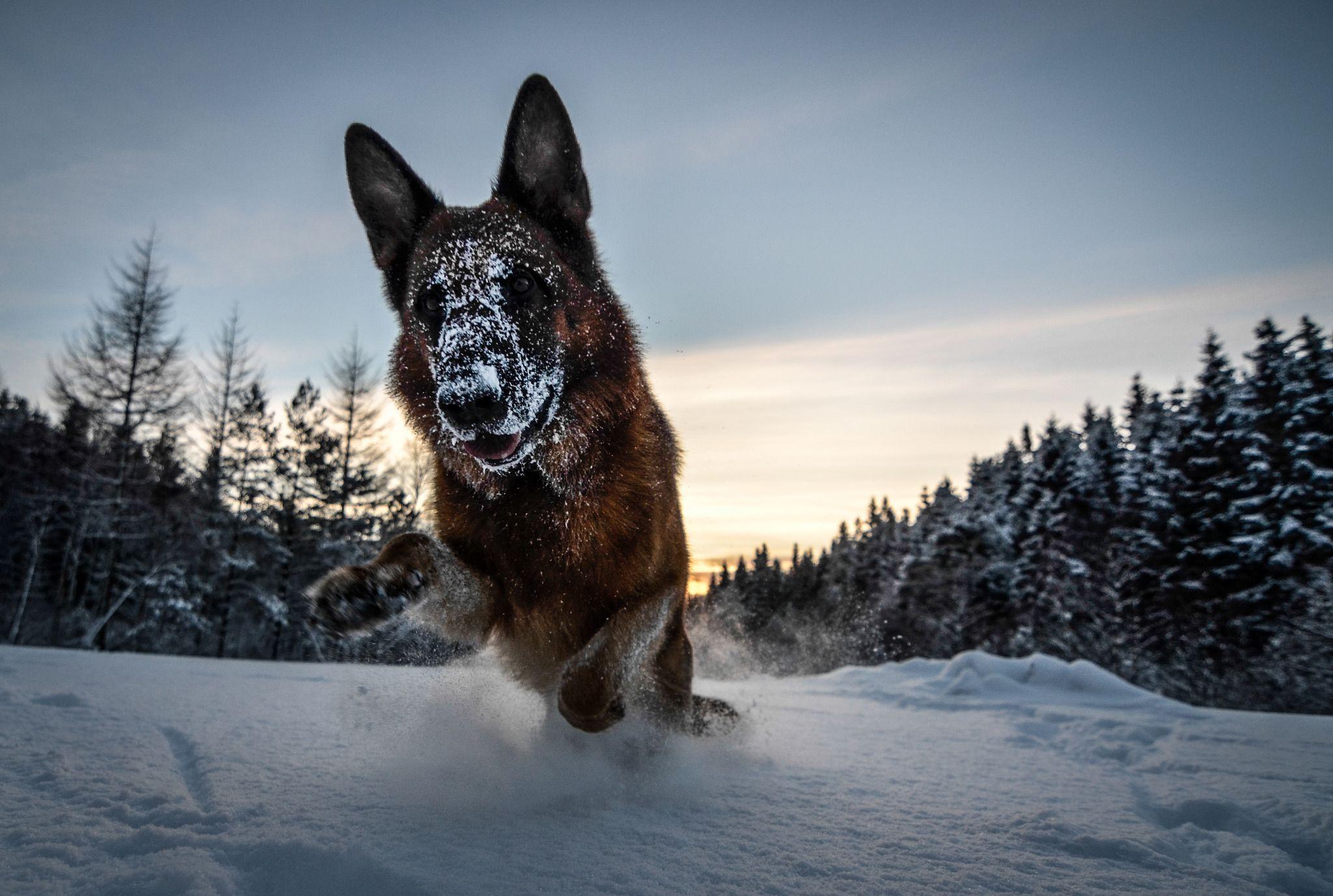 2048x1378 German Shepherd Wallpaper wallpaper Collections
