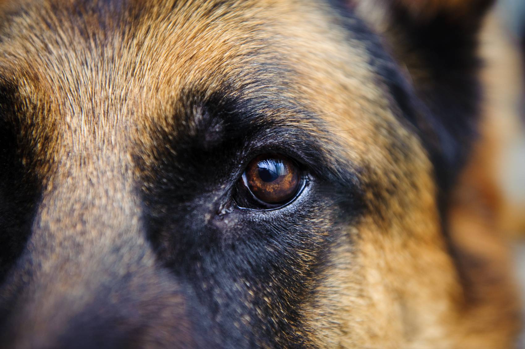 1699x1130 Shepherd HD Quality Wallpaper Desktop for mobile and desktop