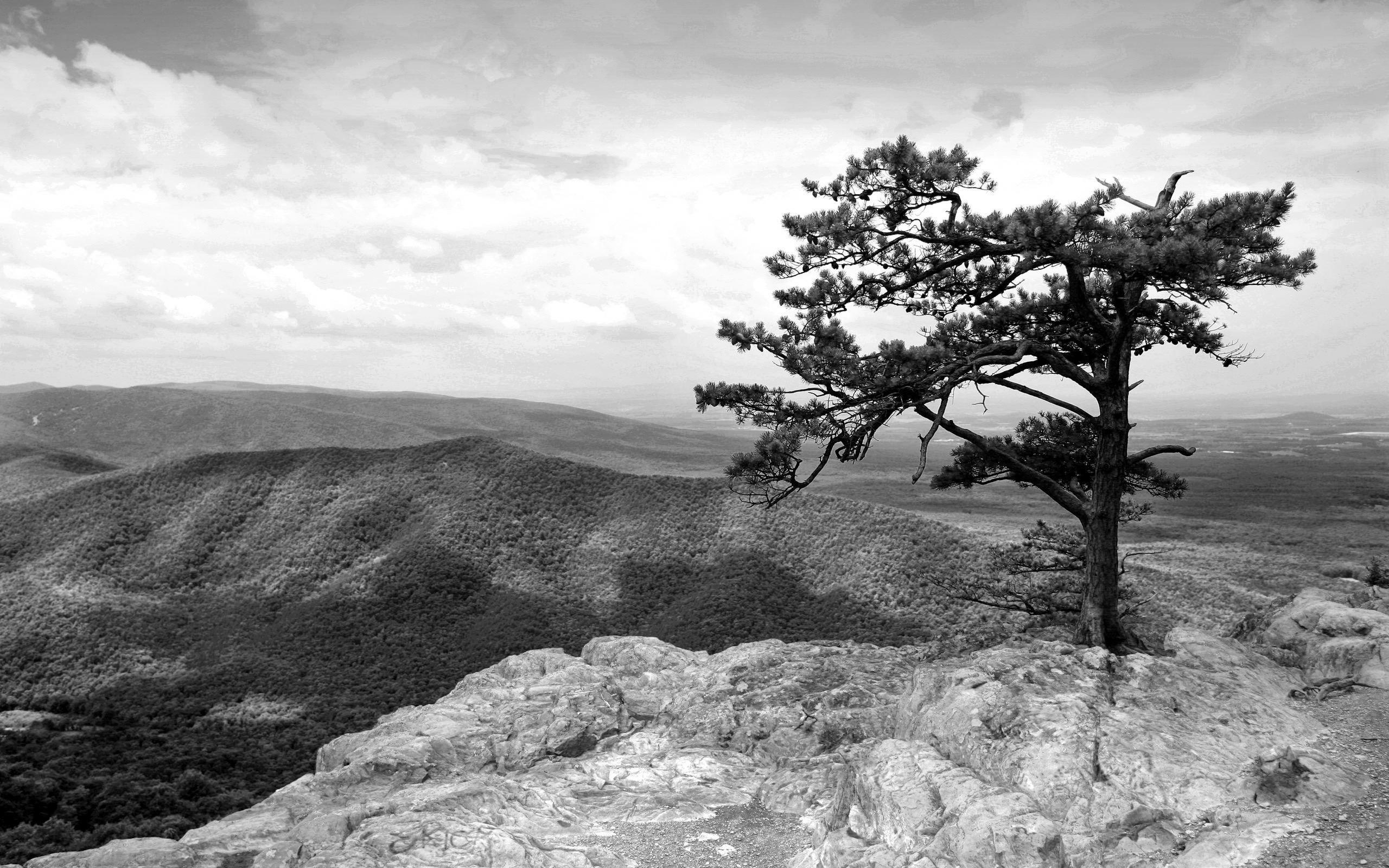 2560x1600 White Nature HD Wallpaper .bastywallpaper.