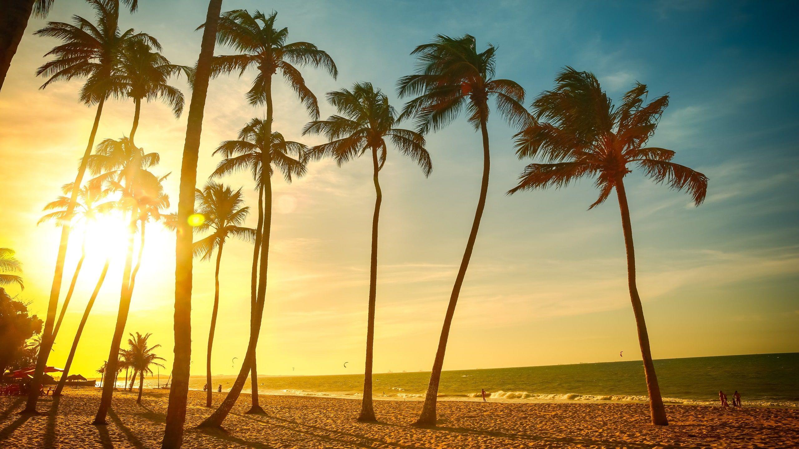2560x1440 Tropical beach beautiful sunset, palm tree, sea, people, dusk, coconut trees wallpaper • Wallpaper For You HD Wallpaper For Desktop & Mobile