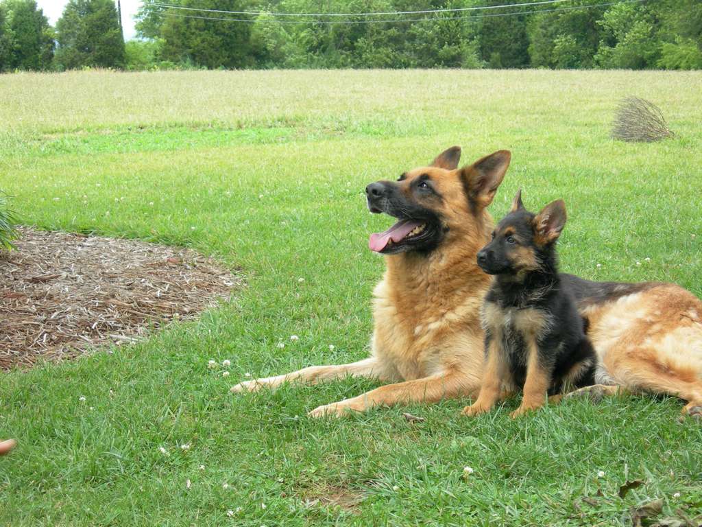 1024x768 German Shepherd Wallpaper Cute and Docile