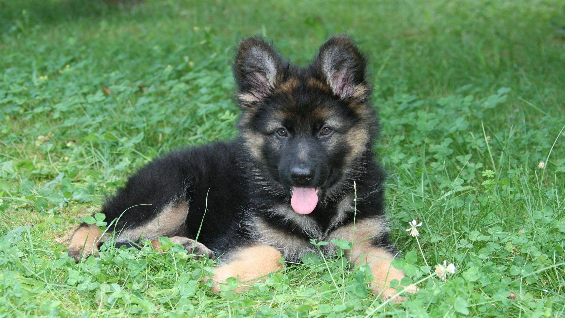 1920x1080 German Shepherd Black. HD Desktop Wallpaper