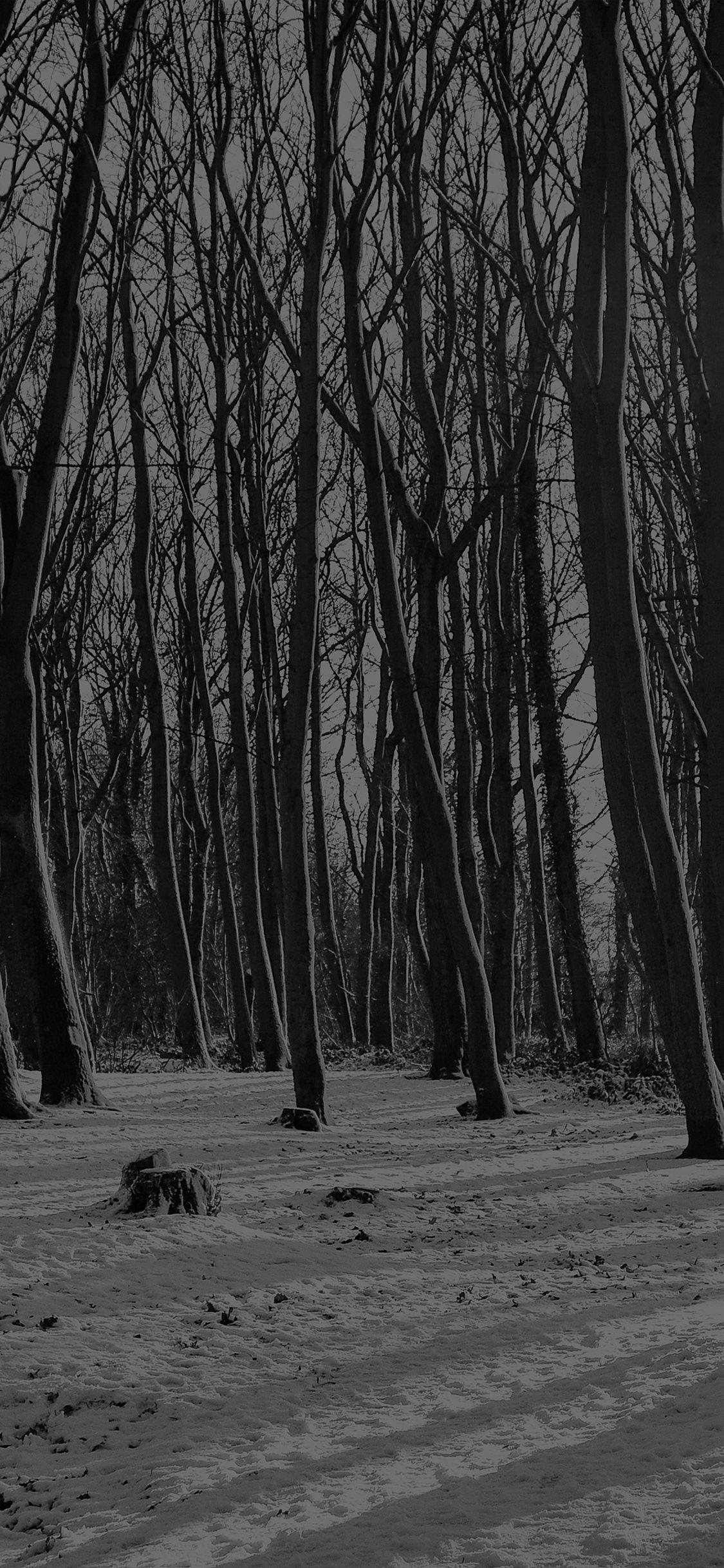 1125x2436 Cold Winter Forest Snow Nature .