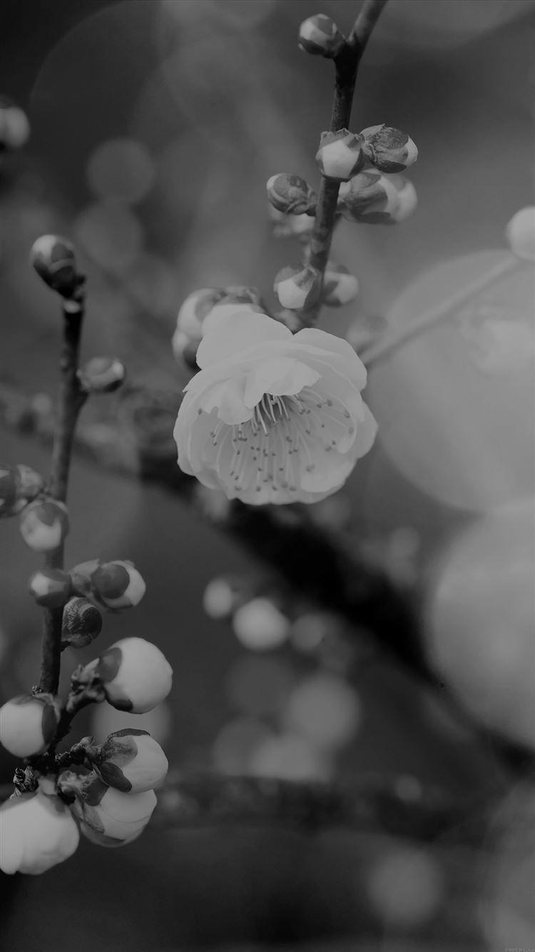 750x1334 Apricot Flower Bud Dark Spring Nature .