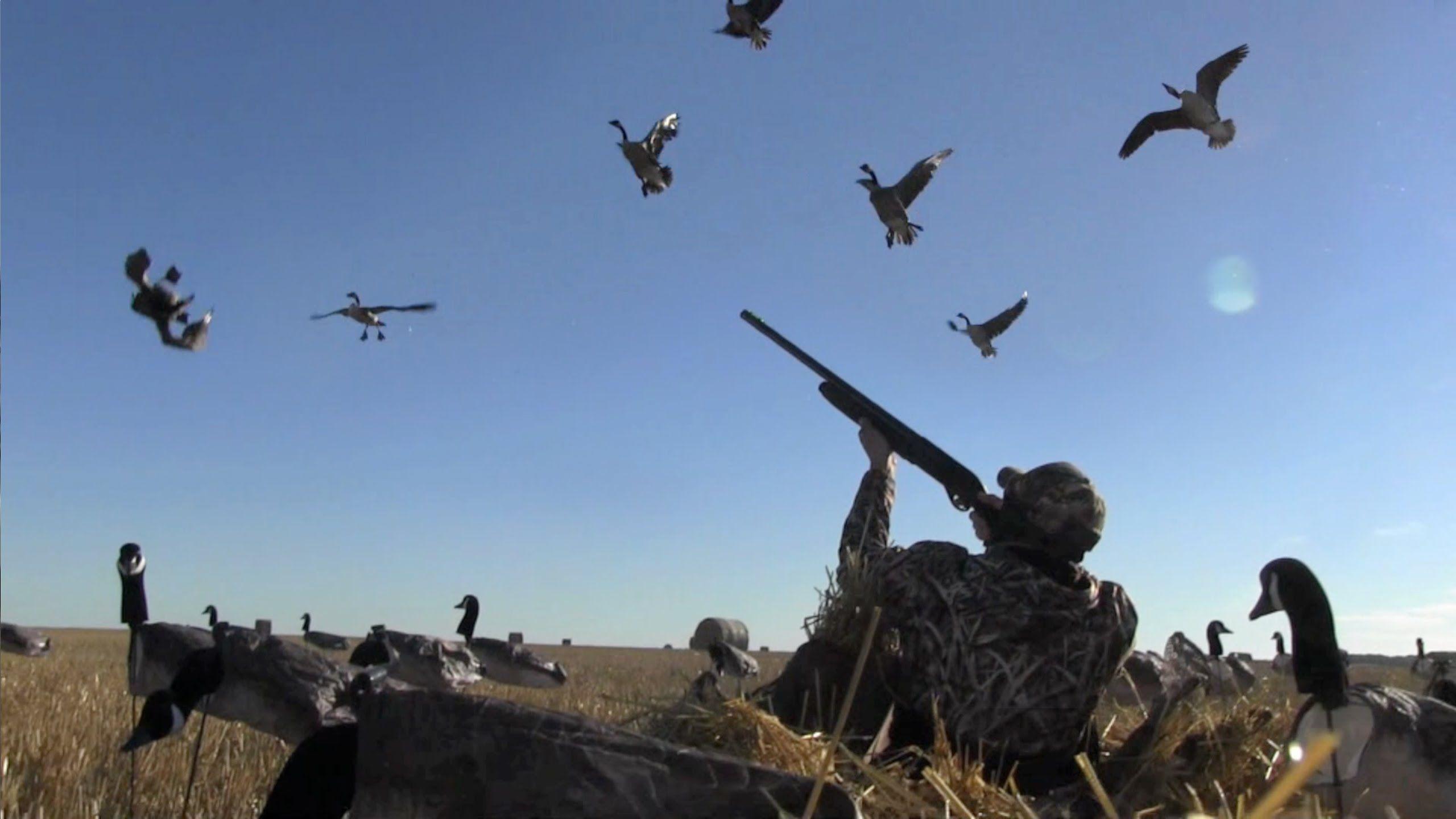 Goose Hunting Wallpapers Top Free Goose Hunting Backgrounds Goose Hunting Wallpapers Top Free Goose Hunting Backgrounds