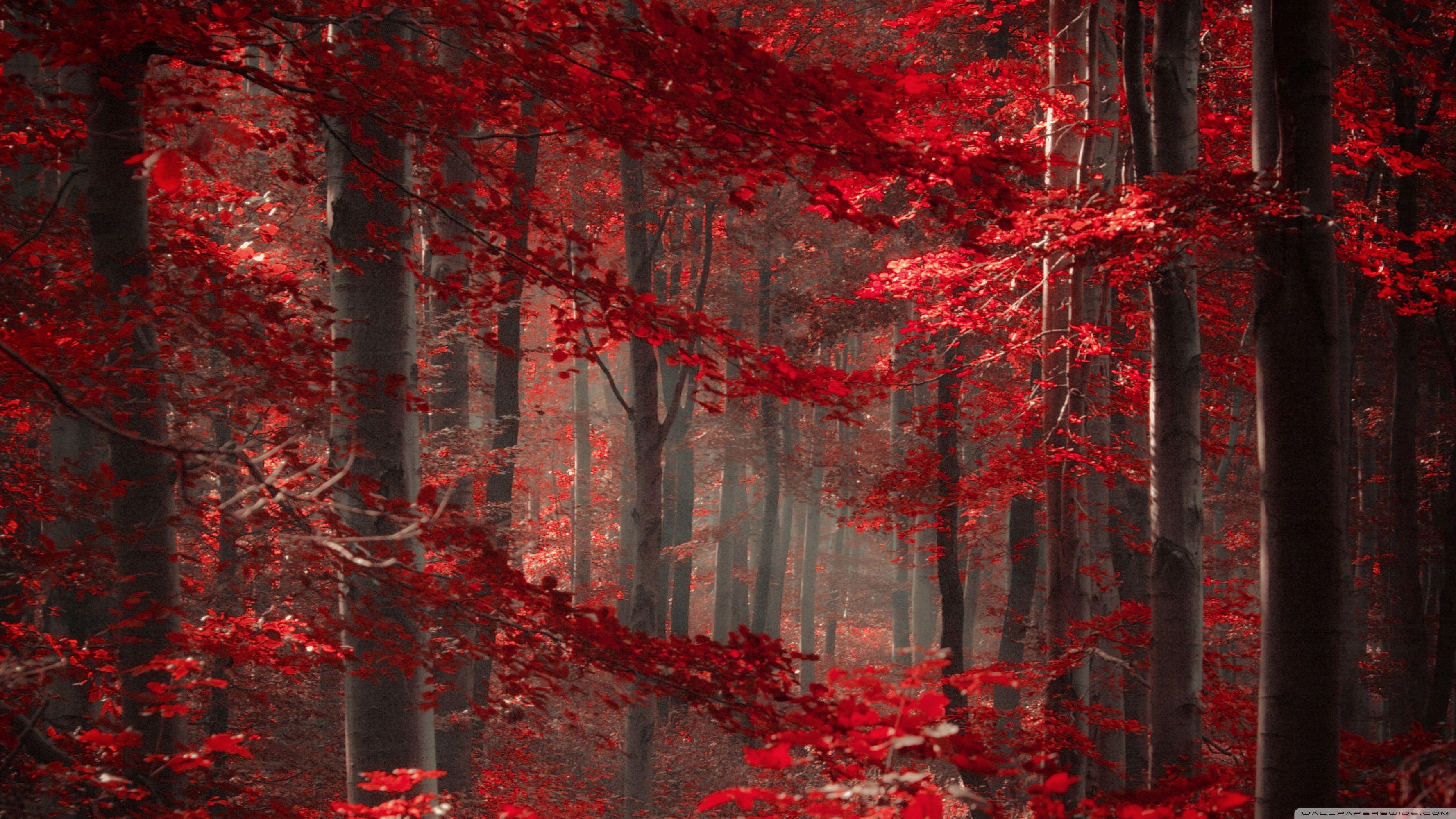 Magical Forest 4K Wallpapers - Top Free Magical Forest 4K Backgrounds ...