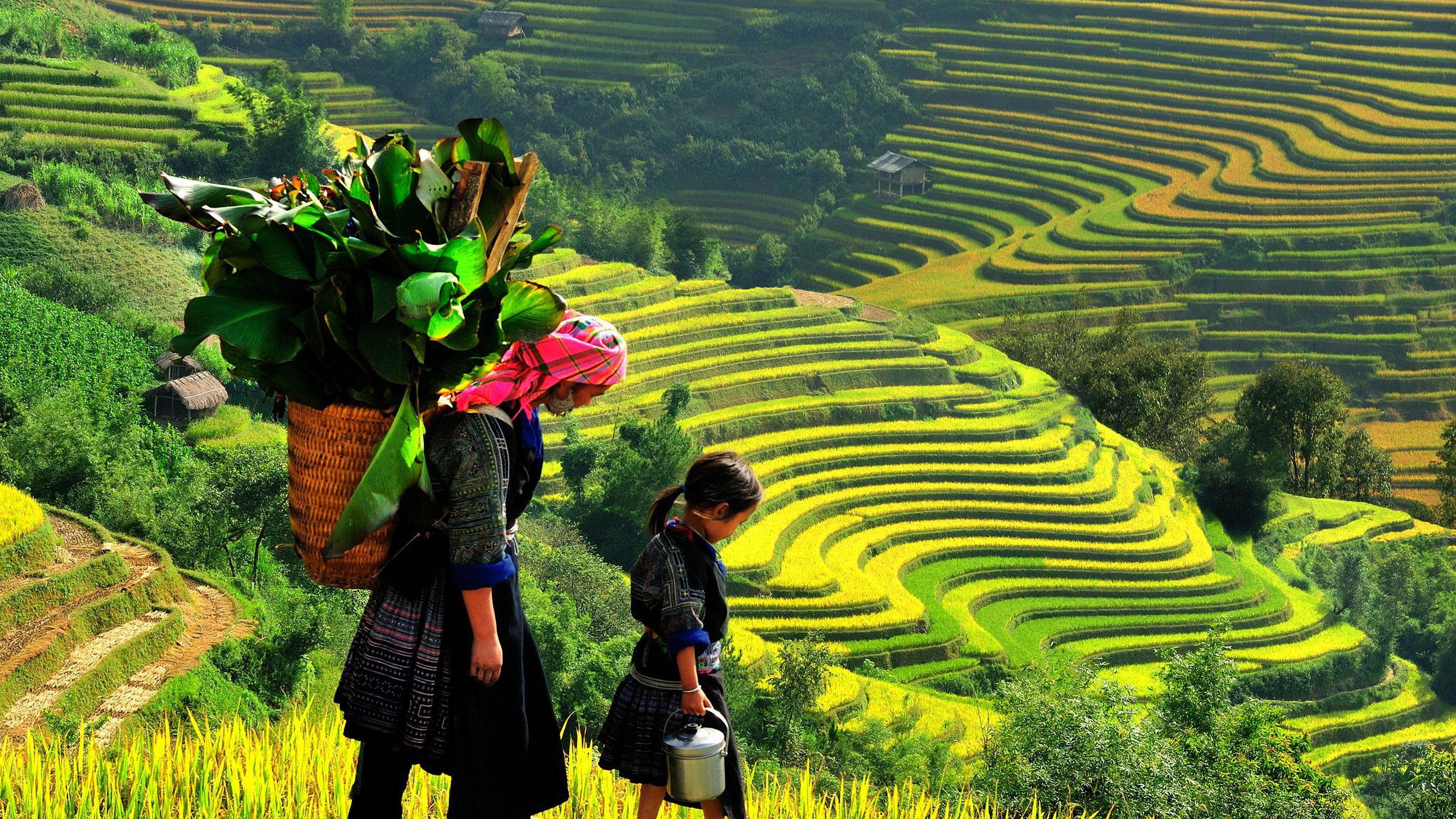 Rice Terraces HD Wallpapers - Top Free Rice Terraces HD Backgrounds