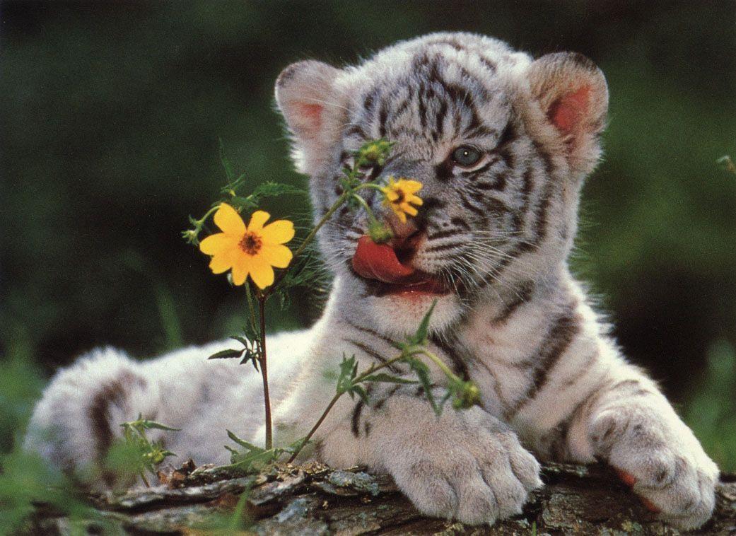 1041x758 White Tiger Cubs .com