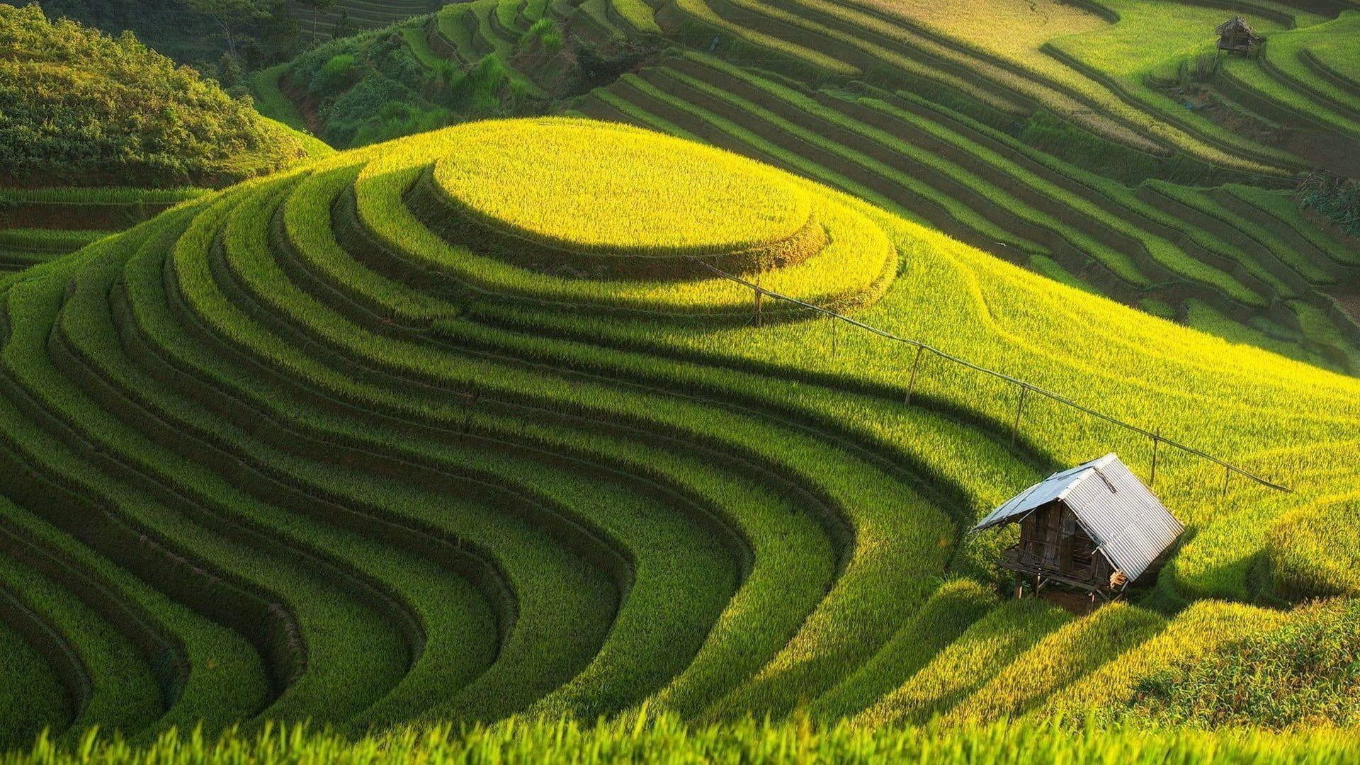 1920x1080 rice terraces #landscape #field rice .com