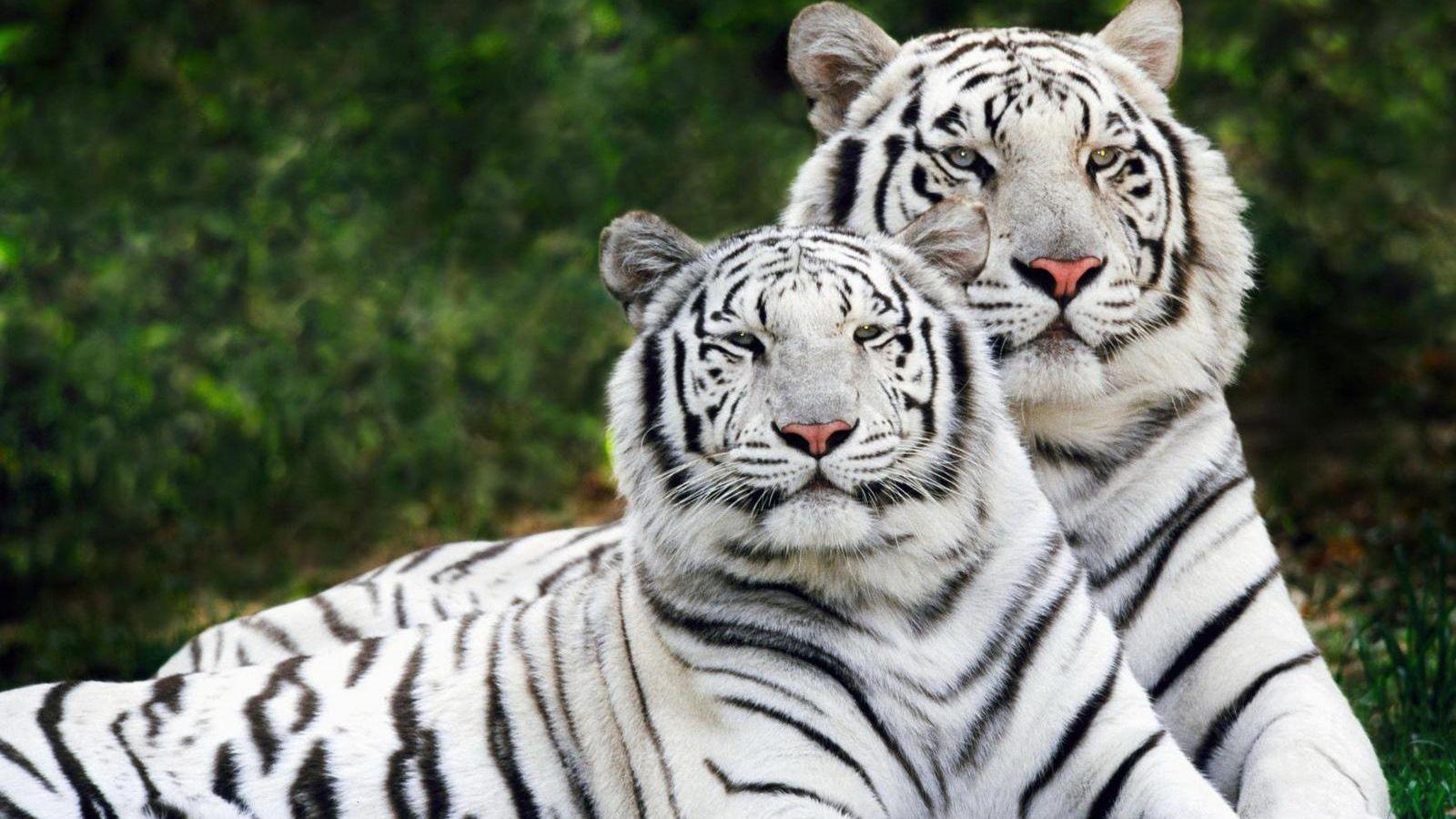 1600x900 Cute Baby White Tiger Wallpaper HD .pcccresources.