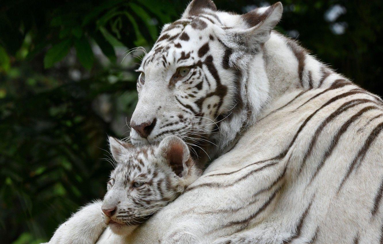 1332x850 White Tiger Screensaver