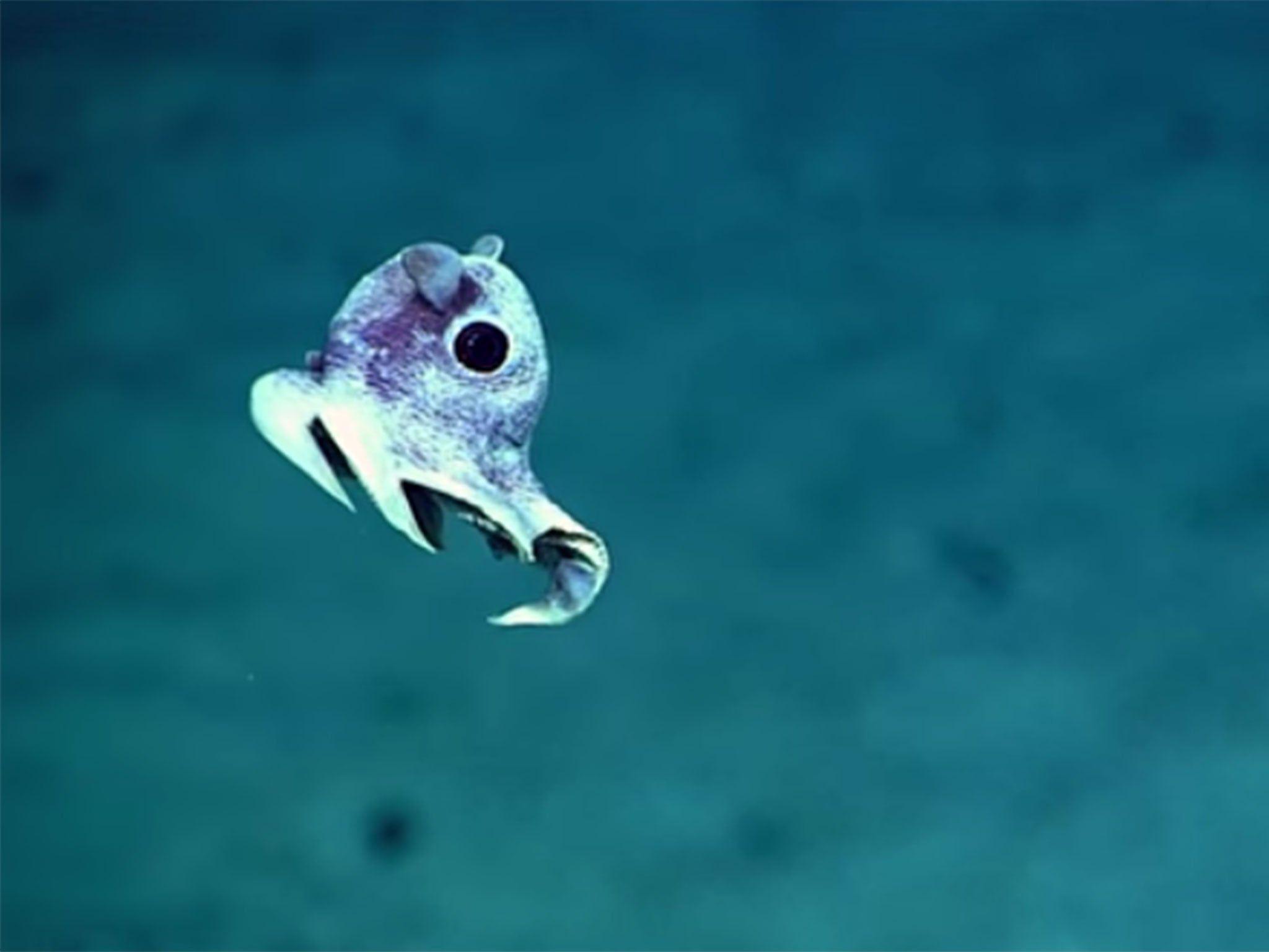 2048x1536 Puerto Rico ocean floor expedition .independent.co.uk