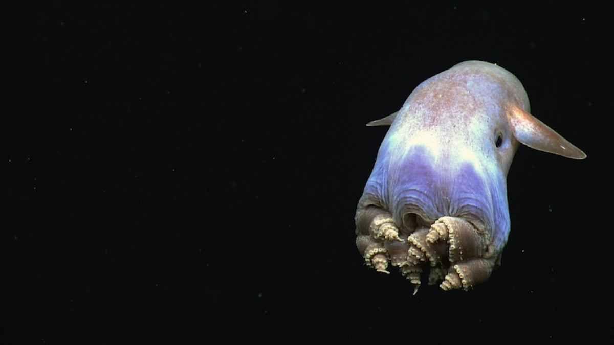1200x675 Deep Sea Creature Wallpaper. Mega .ismegawall.