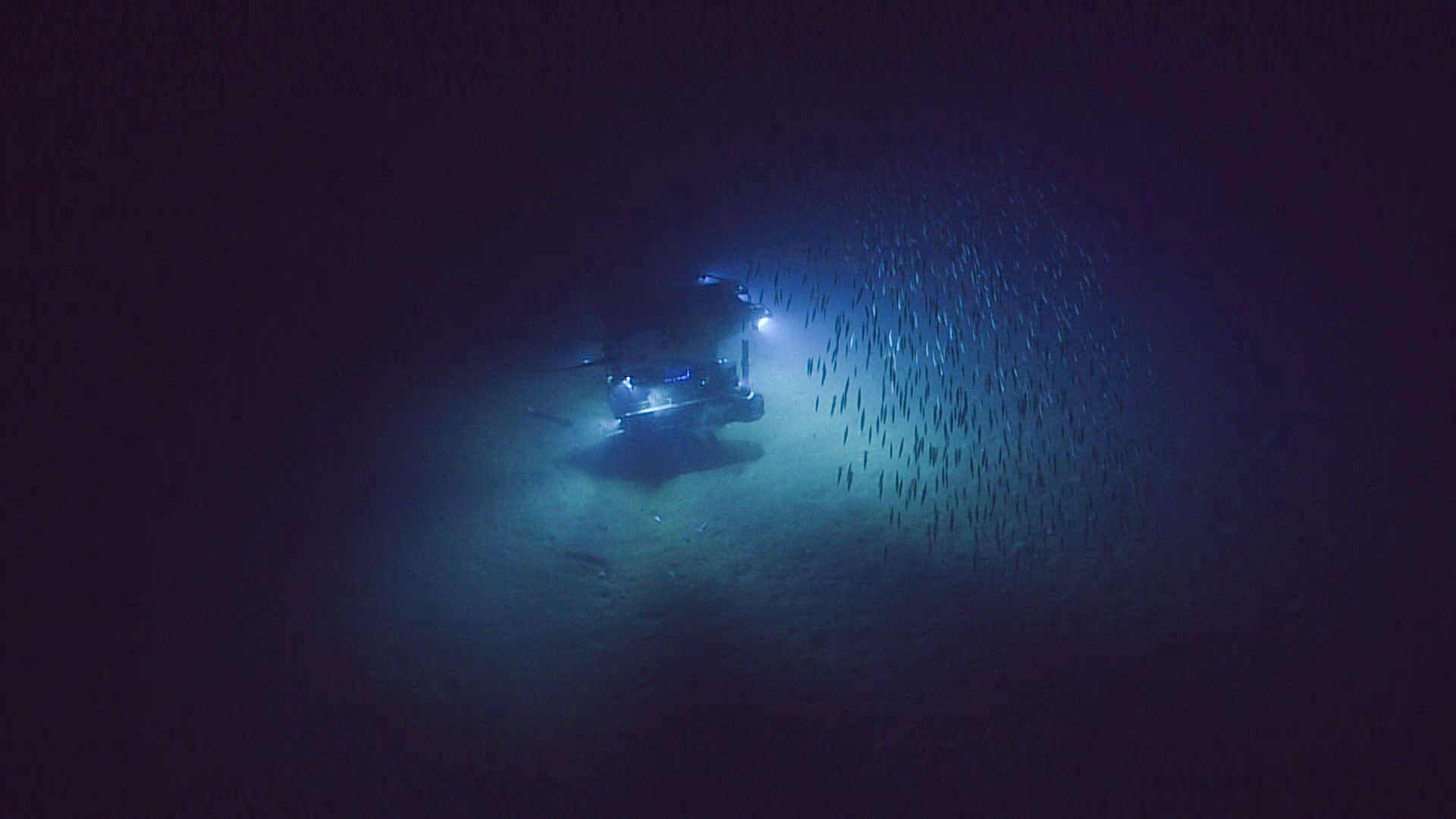 1920x1080 Deep Sea Creatures That Will Convince .