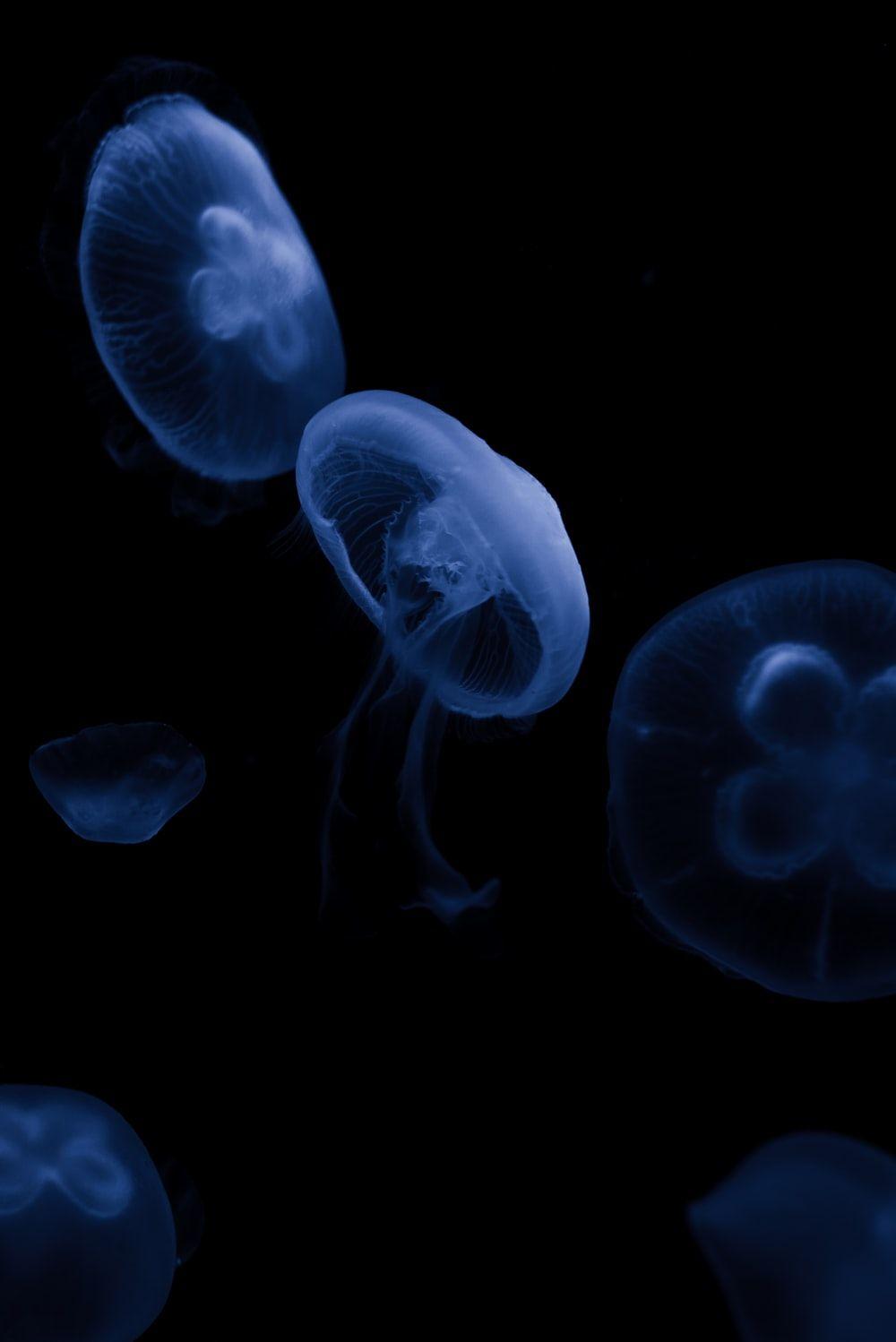 1000x1498 Sea Creature Picture. Download Free .com