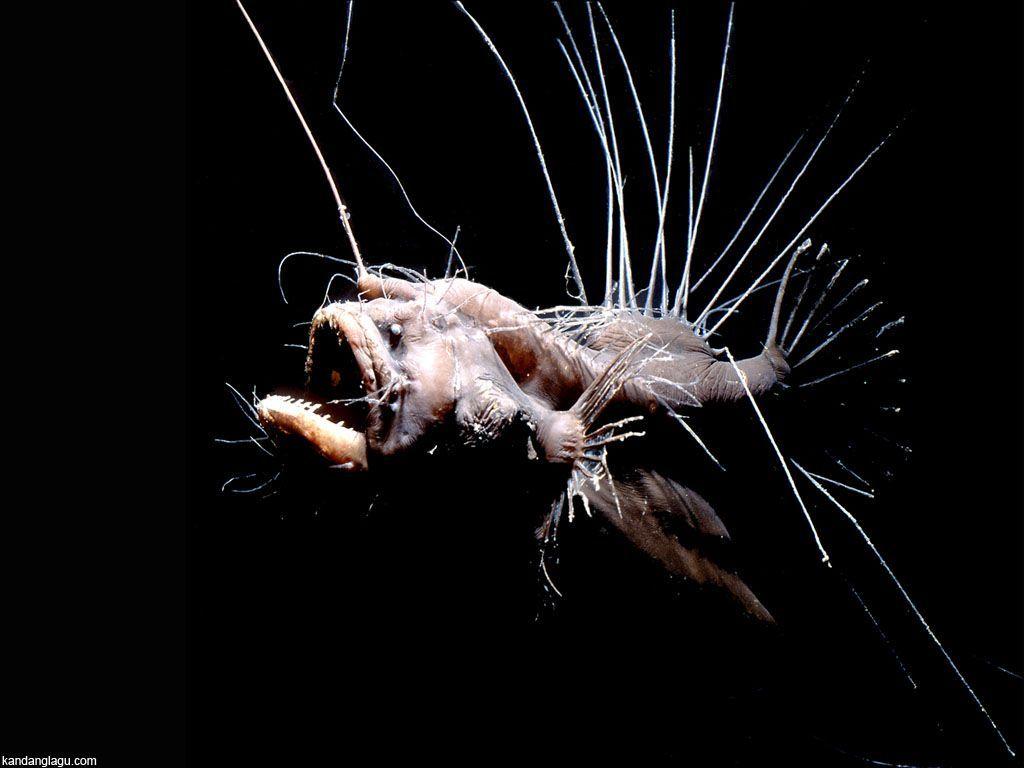 1024x768 Sea creatures, Angler fish .com