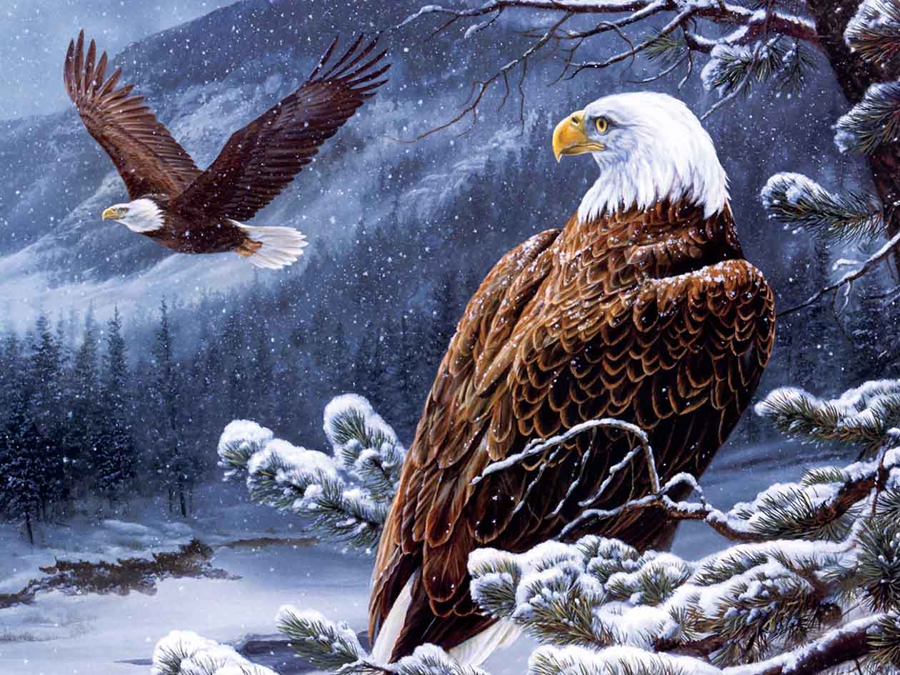 1260x945 EAGLE 3D LENTICULAR INTERNALLY FRAMED ART 14 X 18