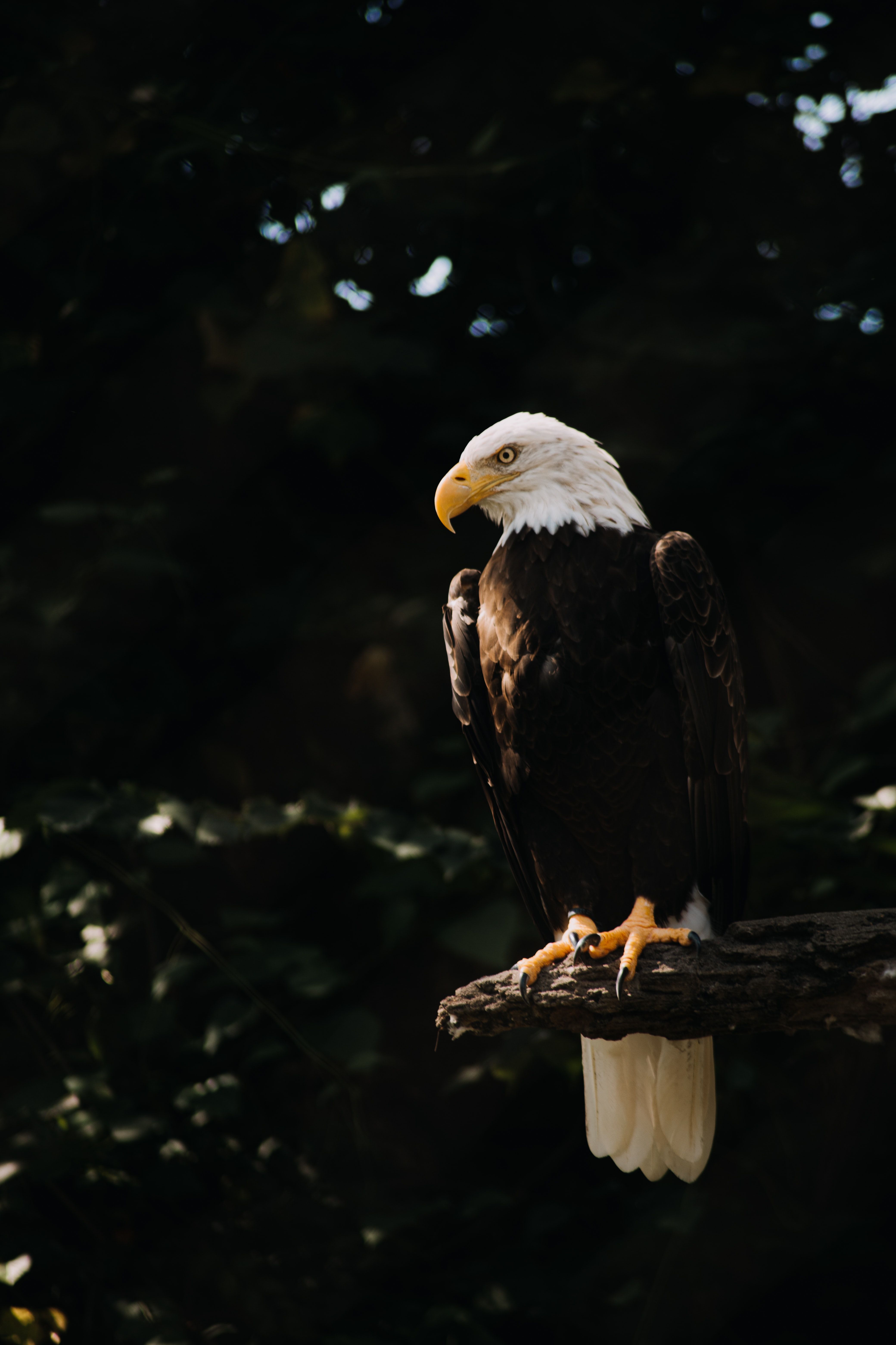4160x6240 Eagle Phone Wallpaper: Free 4K & HD Downloads