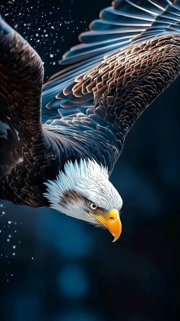 720x1280 Non Woven Eagle Wallpaper At ₹ 100 Sq Ft. Non Woven Wallpaper In Coimbatore