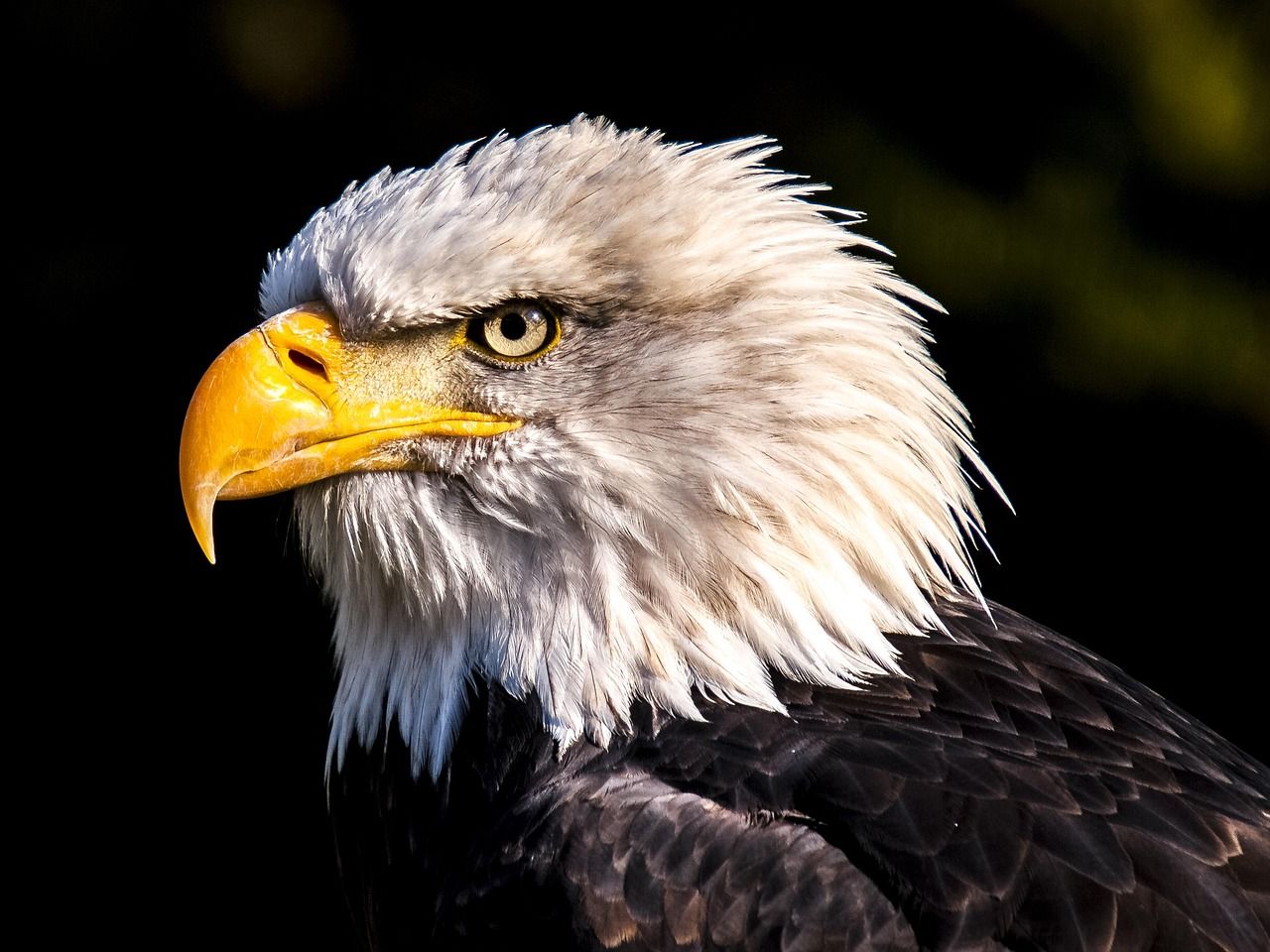 1280x960 Download Stunning HD Eagle Image 4000 Free Photo Available