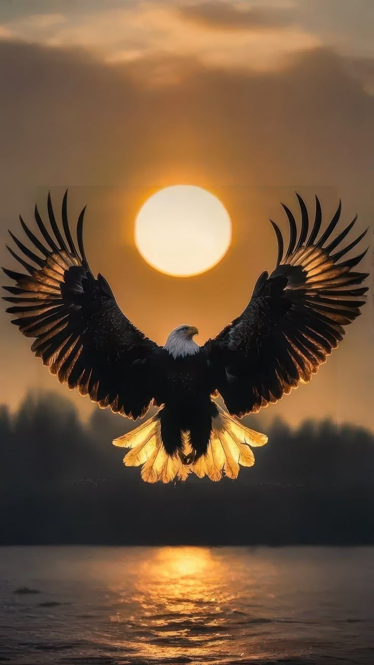 736x1308 Adler zeichnung. Adler hintergrund, Adler kunst, Tiere