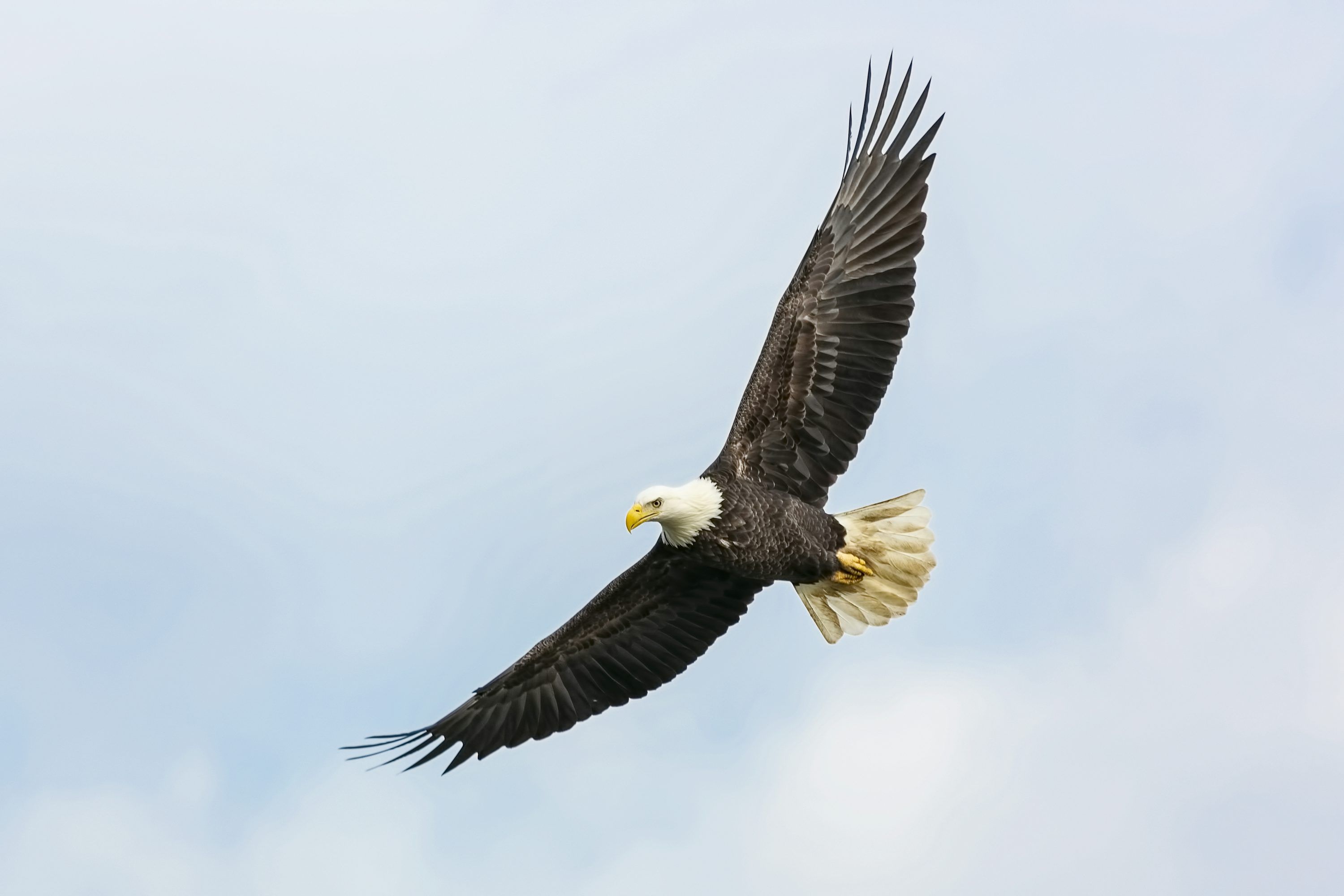 3000x2000 Eagle Wallpaper: Free HD Download [4K]